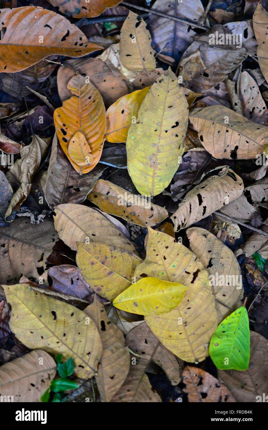 Leaves of the jungle hi-res stock photography and images - Alamy