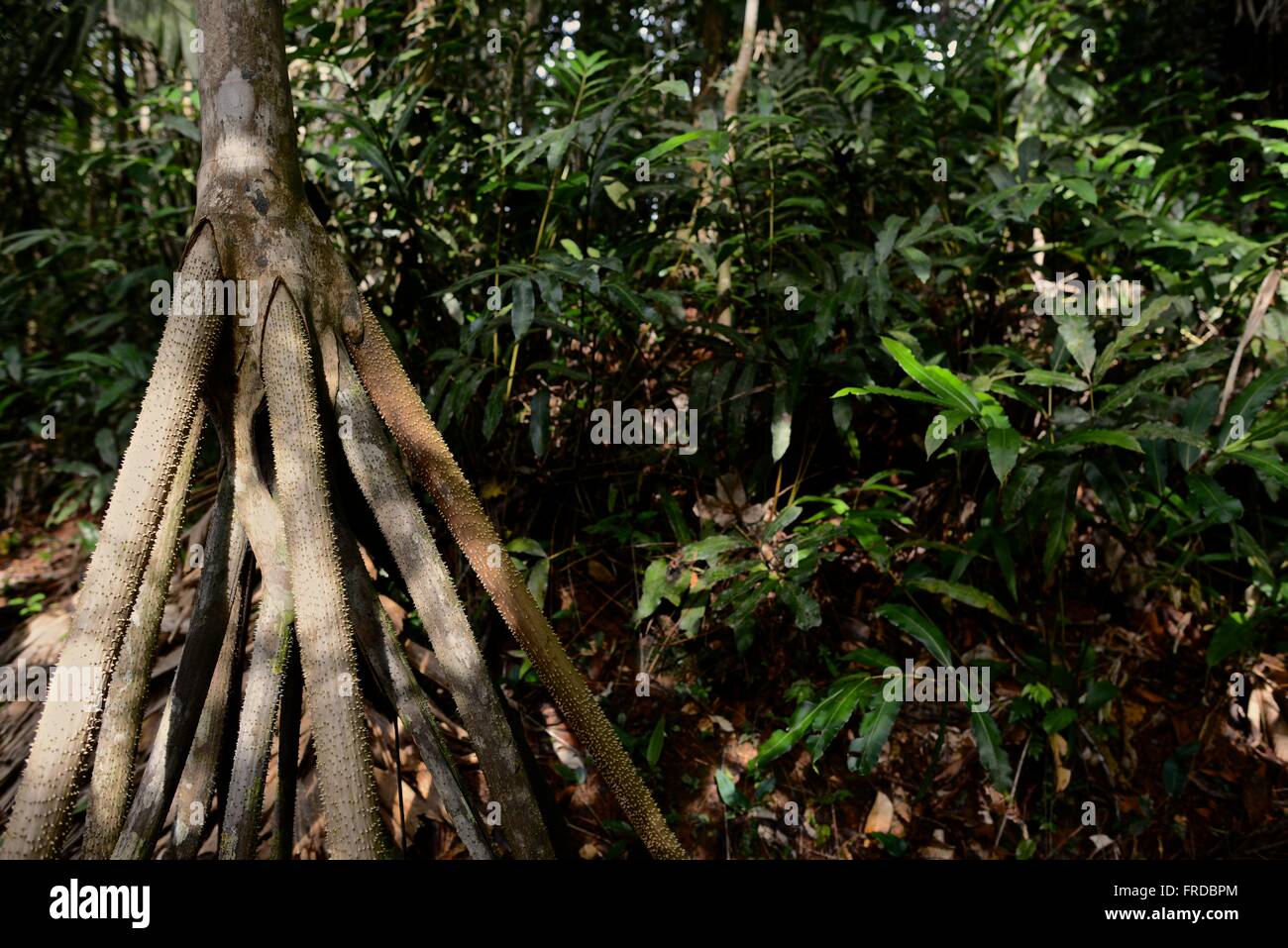 Fishtail From Roots Tail root hi-res stock photography and images - Alamy