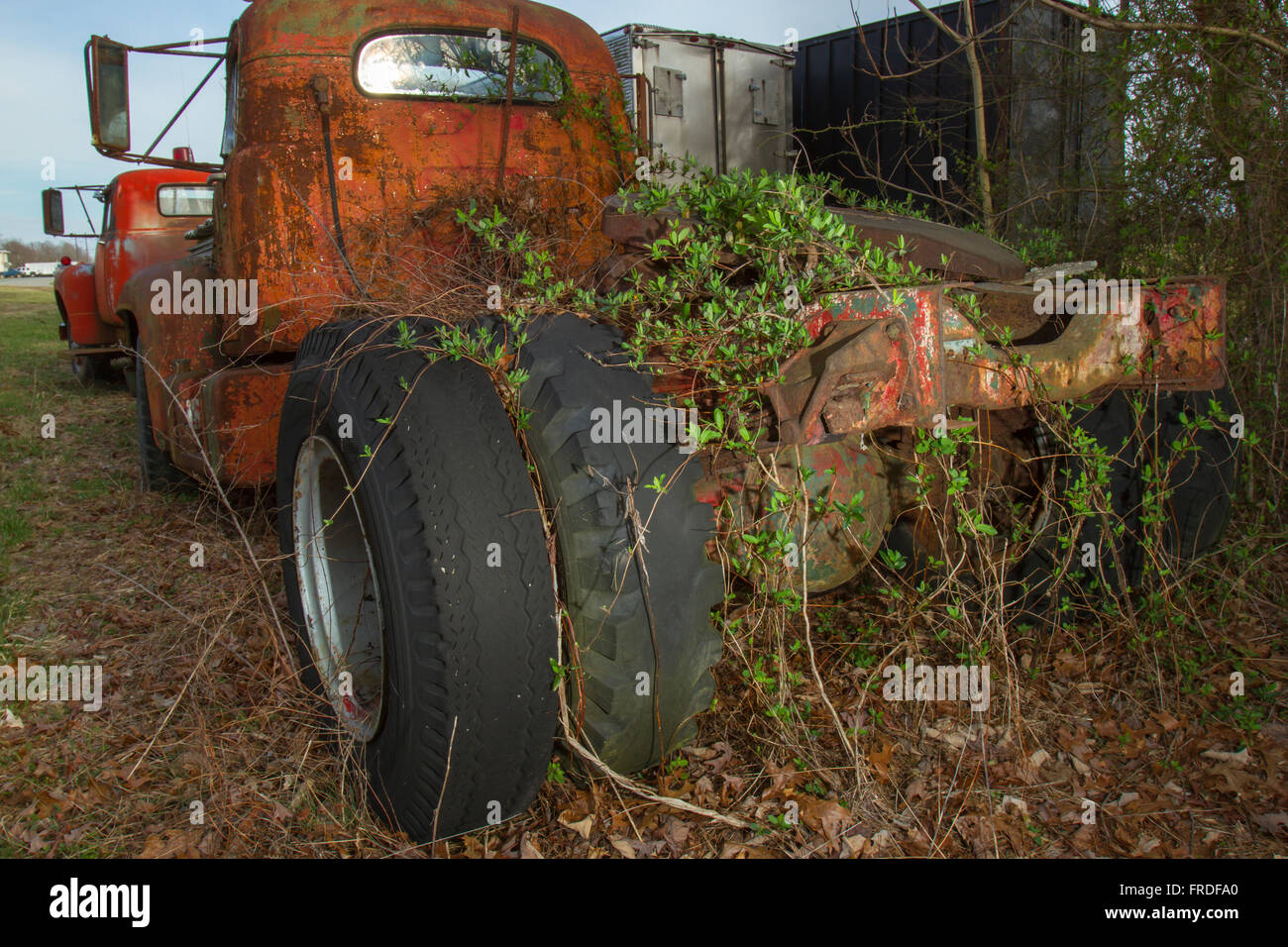 Trucks overgrown with vines rusting in field. Stock Photo