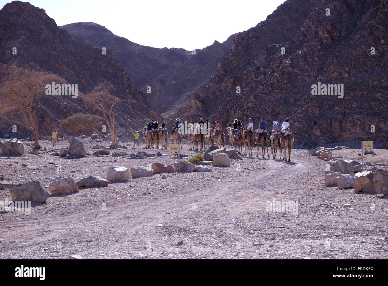 Group of tourists riding camels at the entrance to Nachal Shlomo or Solomon's Wadi in Eilat Mountains Nature Reserve in south of Israel, within the southern Negev Desert Stock Photo