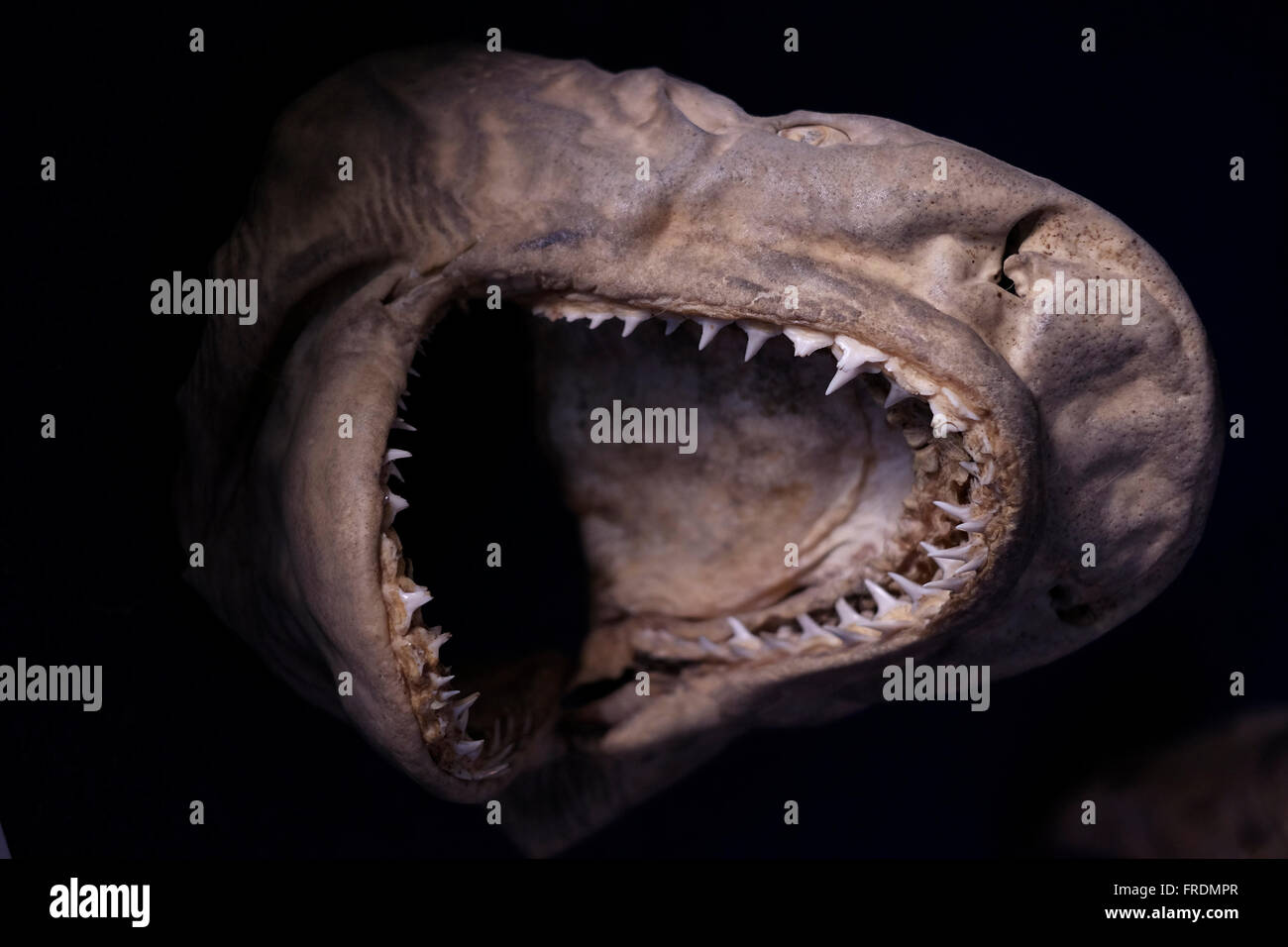 A mummified shark Stock Photo