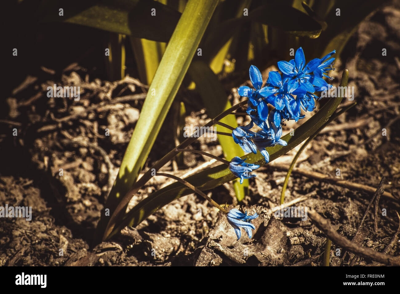 Purple bouquet of spring flowers on a background Stock Photo - Alamy