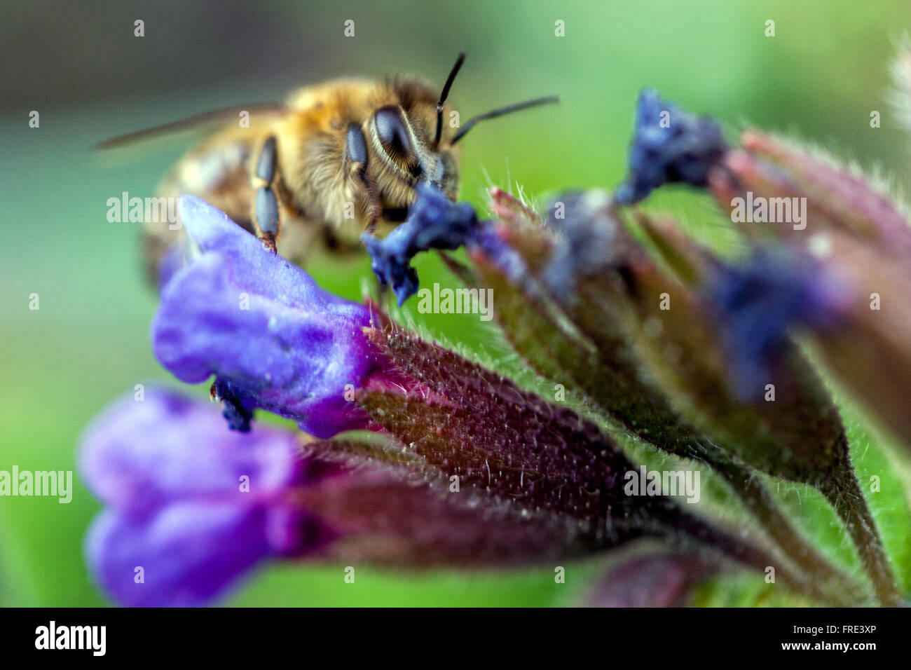 Bee on flower close up, Pulmonaria officinalis, Lungwort blue flower Stock Photo