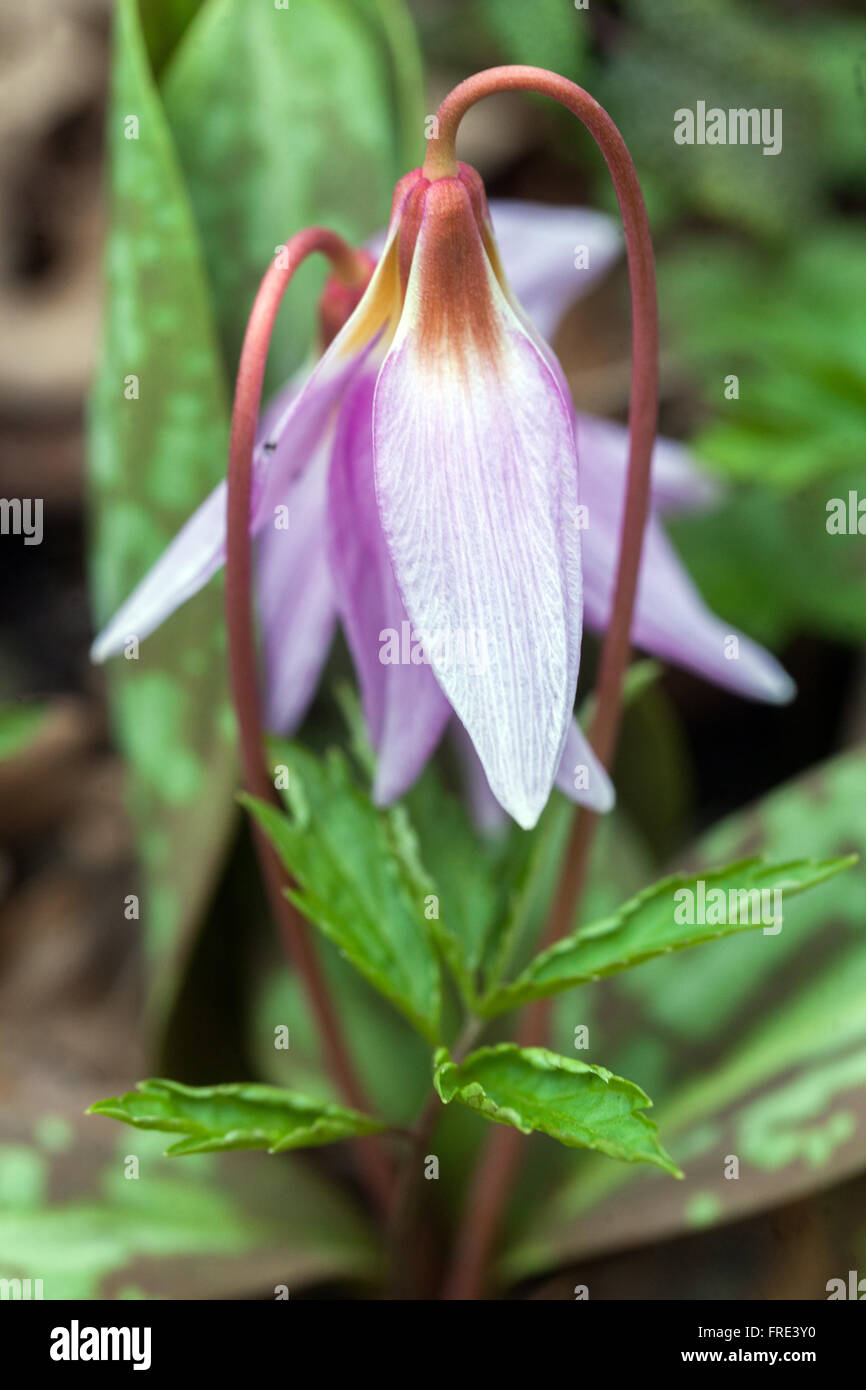 Erythronium dens-canis common name dog's-tooth-violet or dogtooth violet Stock Photo