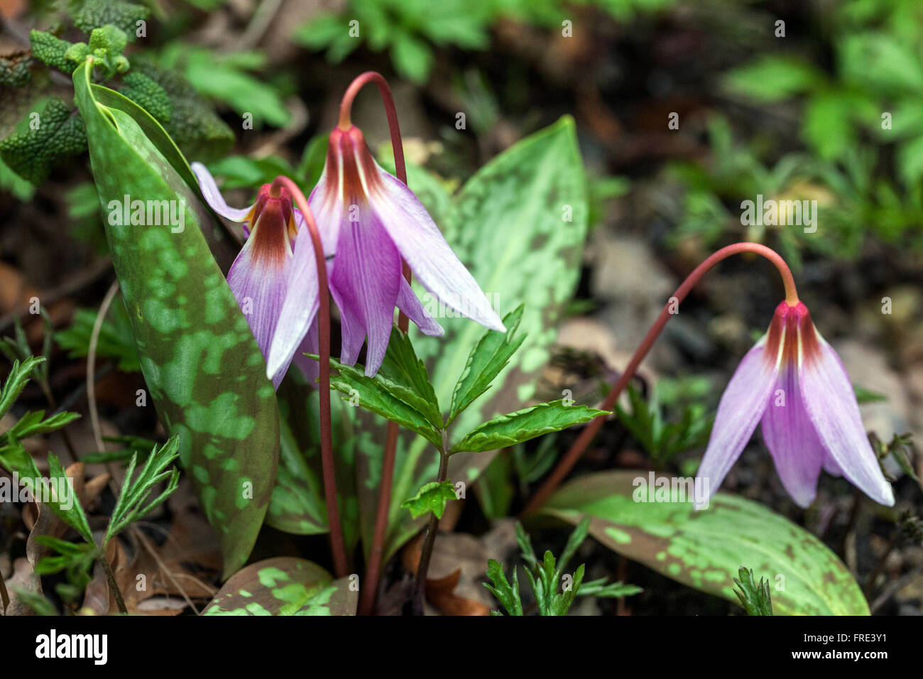 Erythronium denscanis dog'stoothviolet dogtooth violet leaves Stock