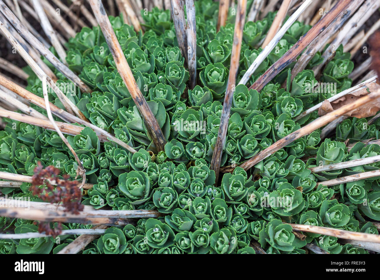 Sedum spectabile, dry stems of dried flowers and fresh new leaves Stock Photo