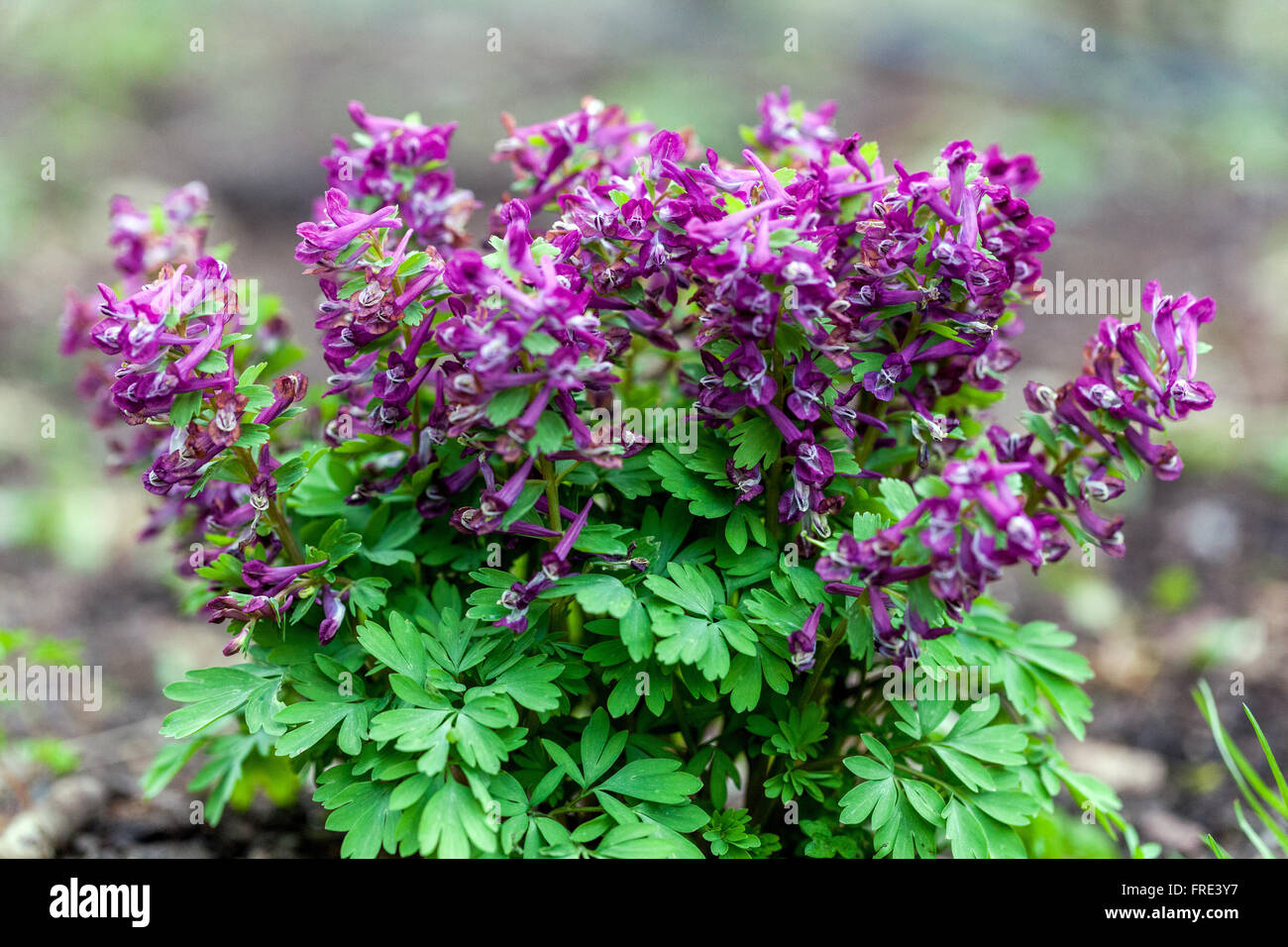 Fumewort Corydalis solida Stock Photo