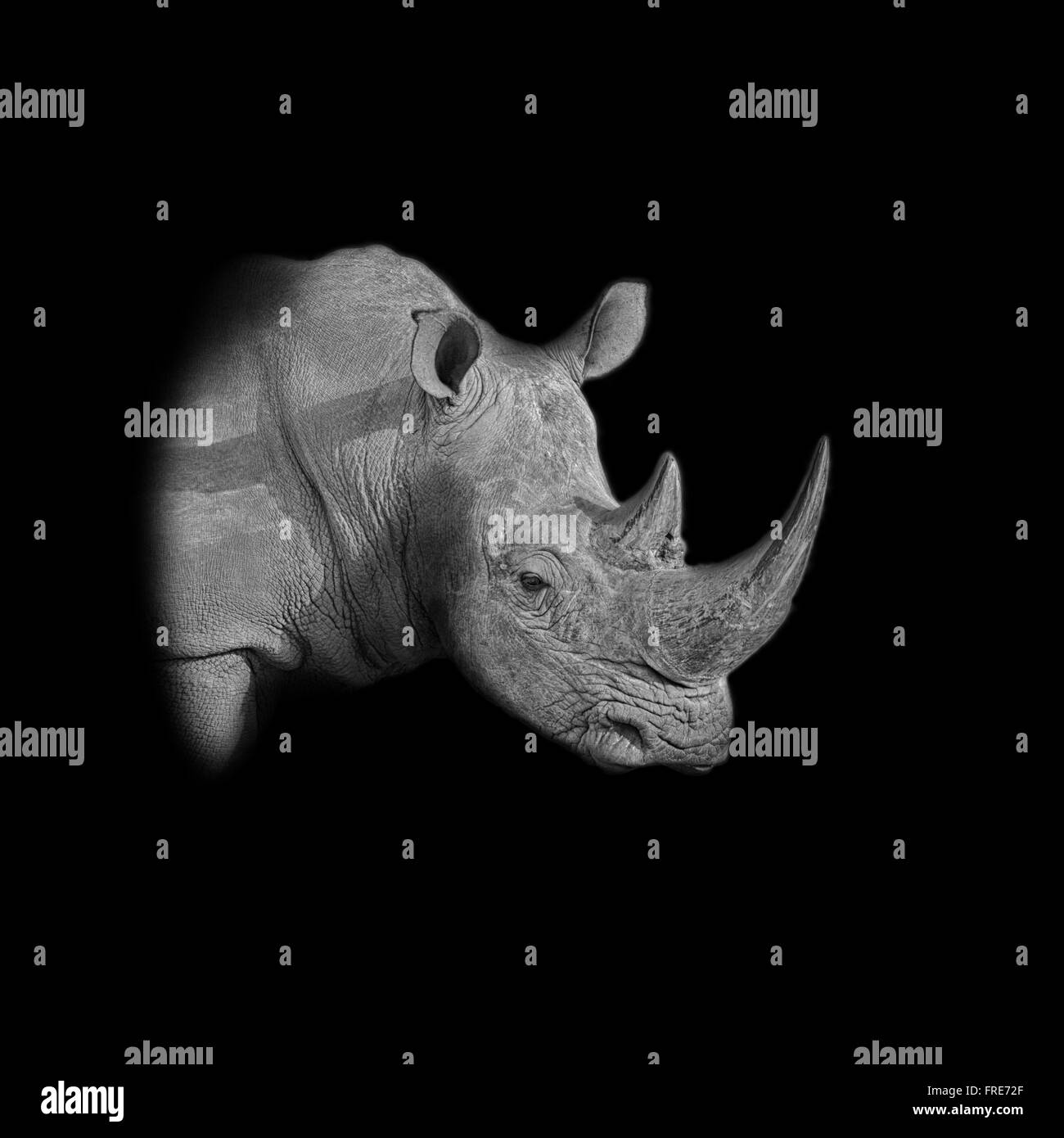 A dark monochrome portrait of a White Rhinoceros Stock Photo Alamy
