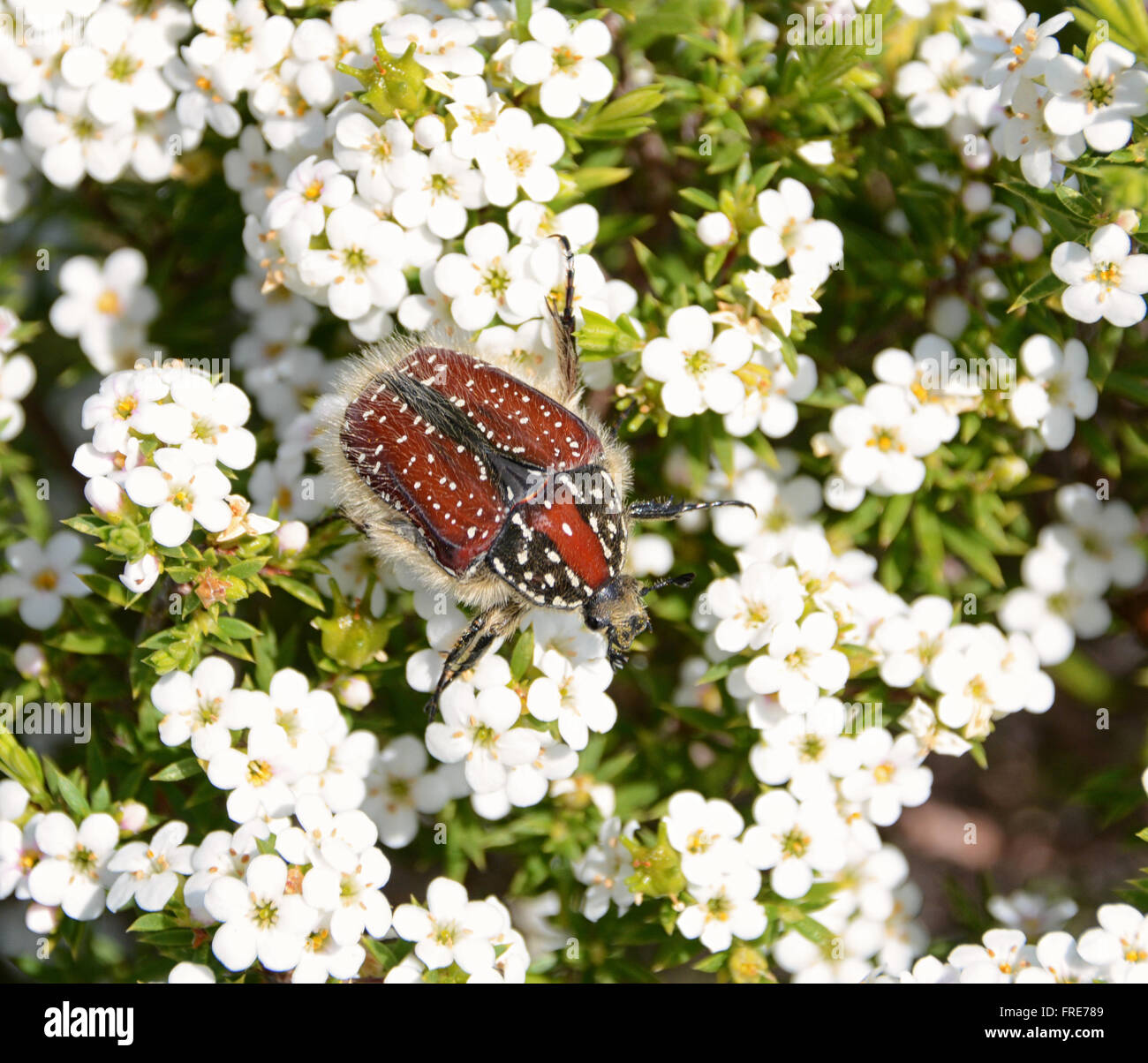 Brunia Beetle on a bed of flowers Stock Photo