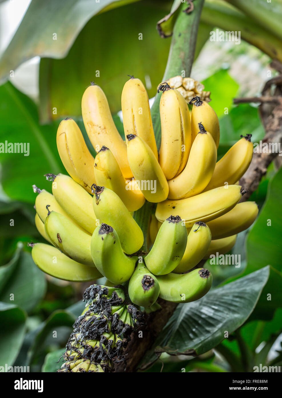 ripe banana tree plant