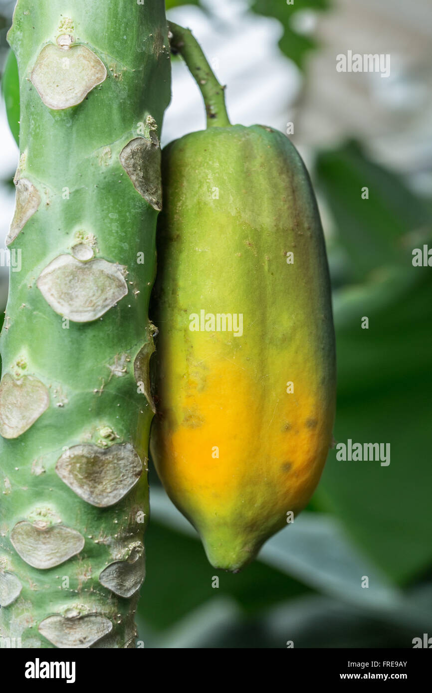 Download Yellow Papaya High Resolution Stock Photography And Images Alamy Yellowimages Mockups