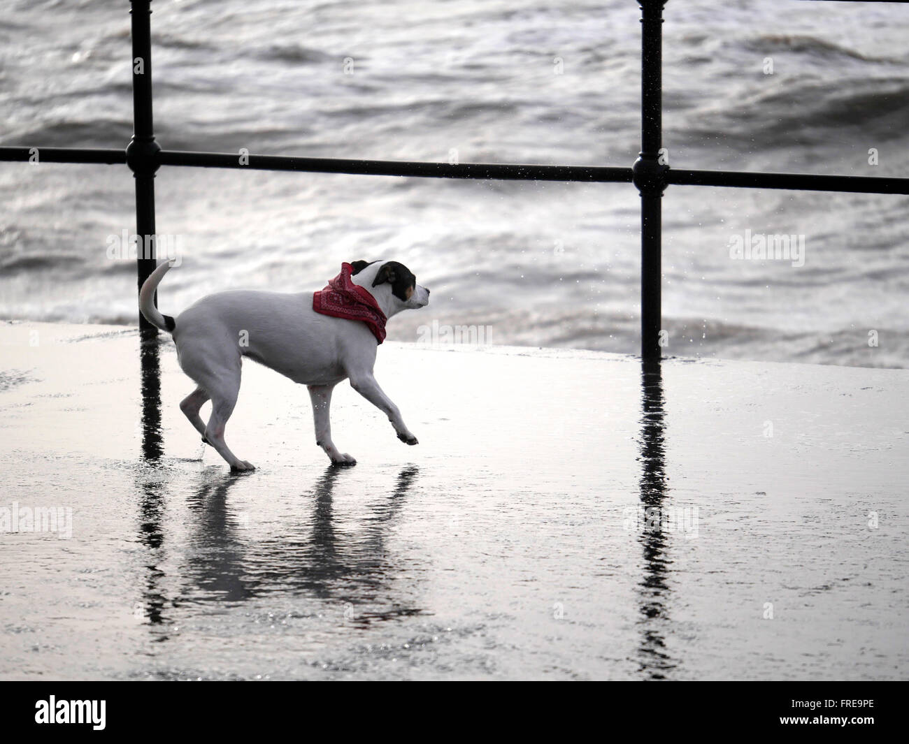 Dogs on crosby beach hires stock photography and images Alamy