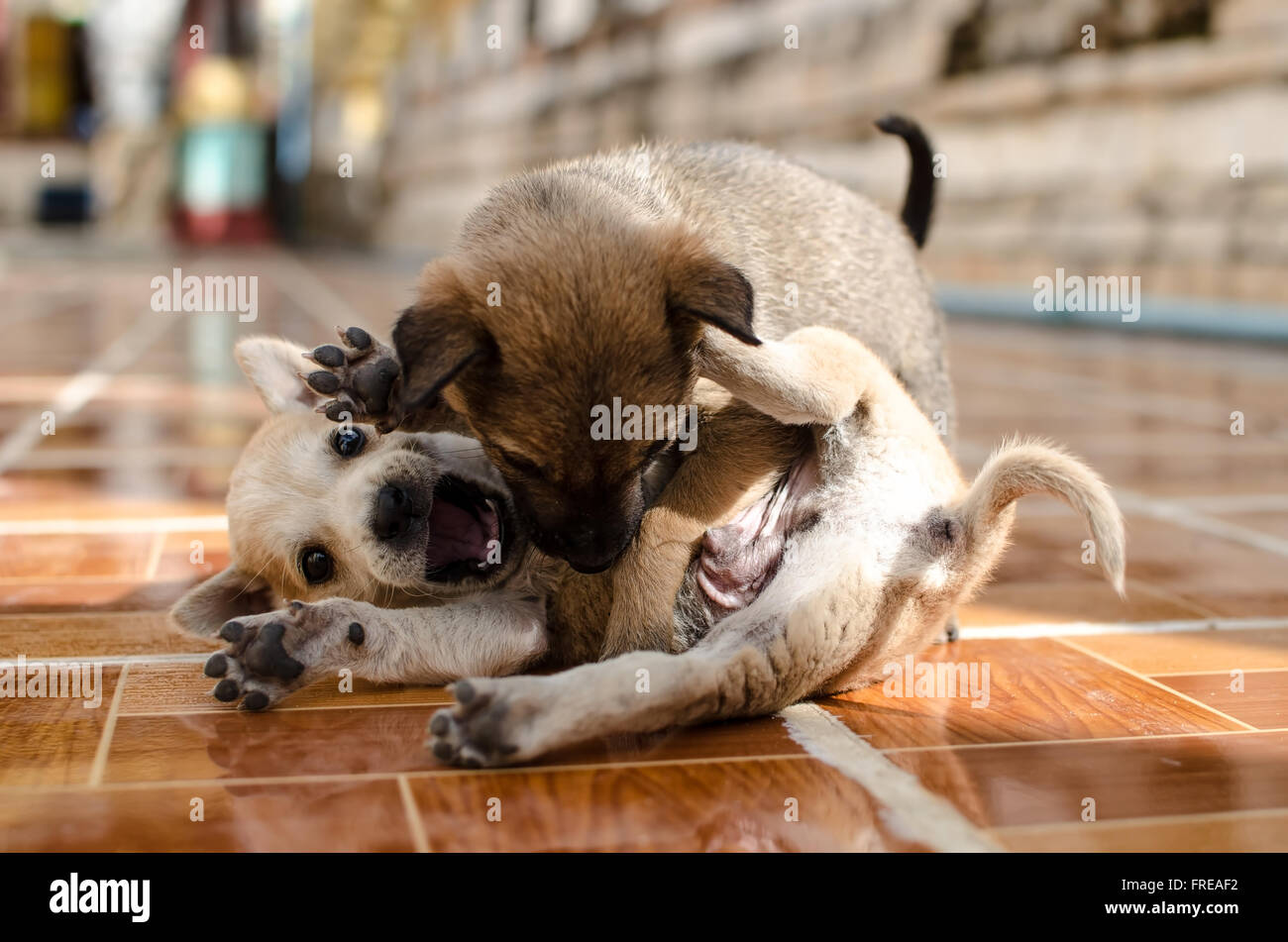 Cute puppies playing Stock Photo