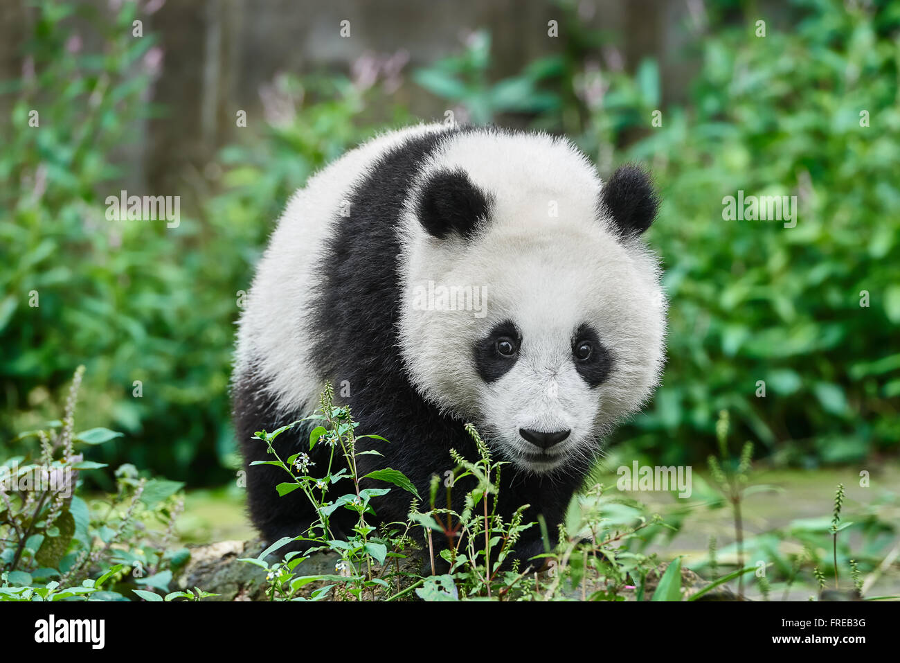 one Panda bear cub playing Bifengxia base reserve Sichuan China Stock Photo