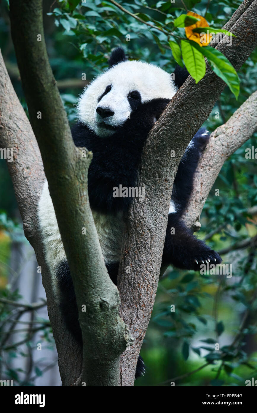 one Panda bear Bifengxia base reserve Sichuan China Stock Photo