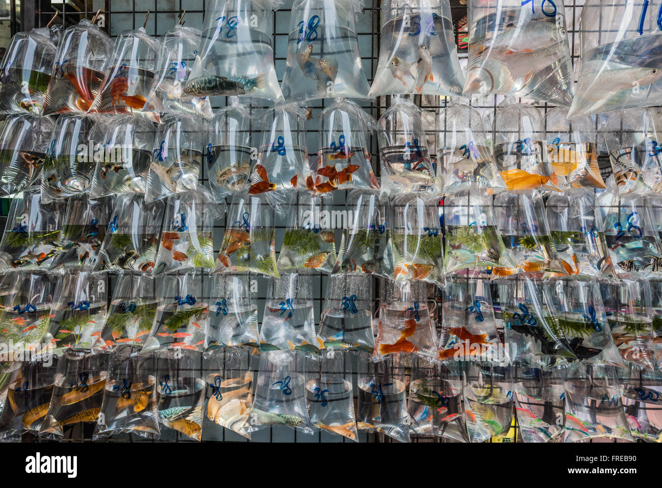 goldfish market Mong Kok Kowloon in Hong Kong Stock Photo