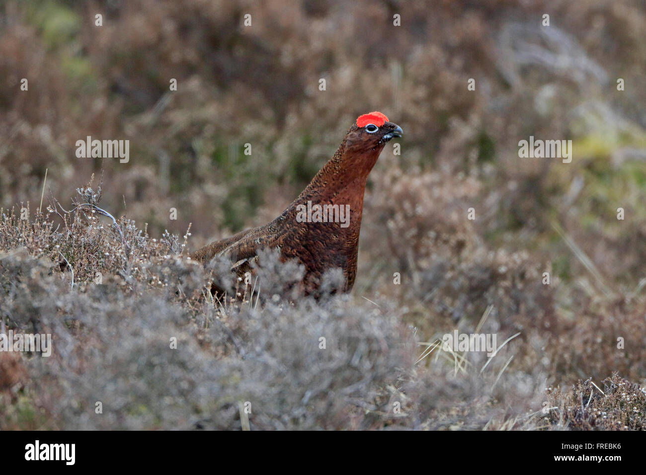 Male Red Grouse Stock Photo