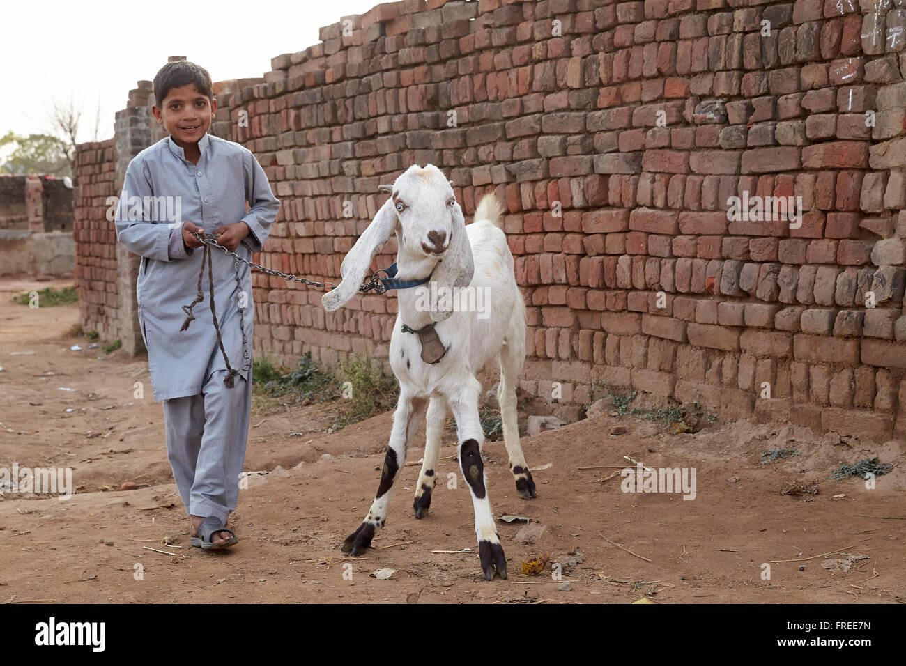 Children leading goat on a leash, Mahey, Pakistan Stock Photo