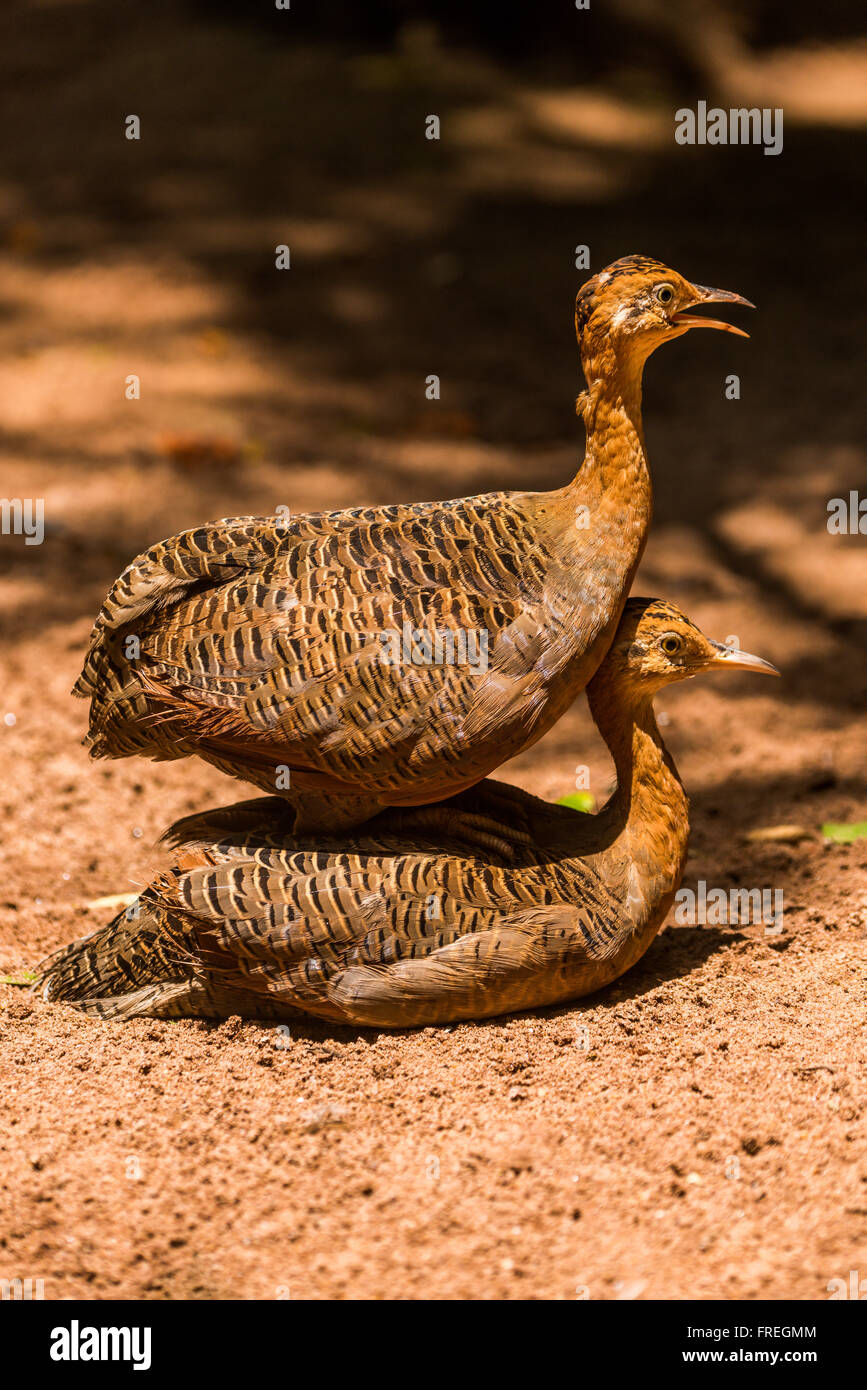 Red-winged tinamou perched on back of another Stock Photo