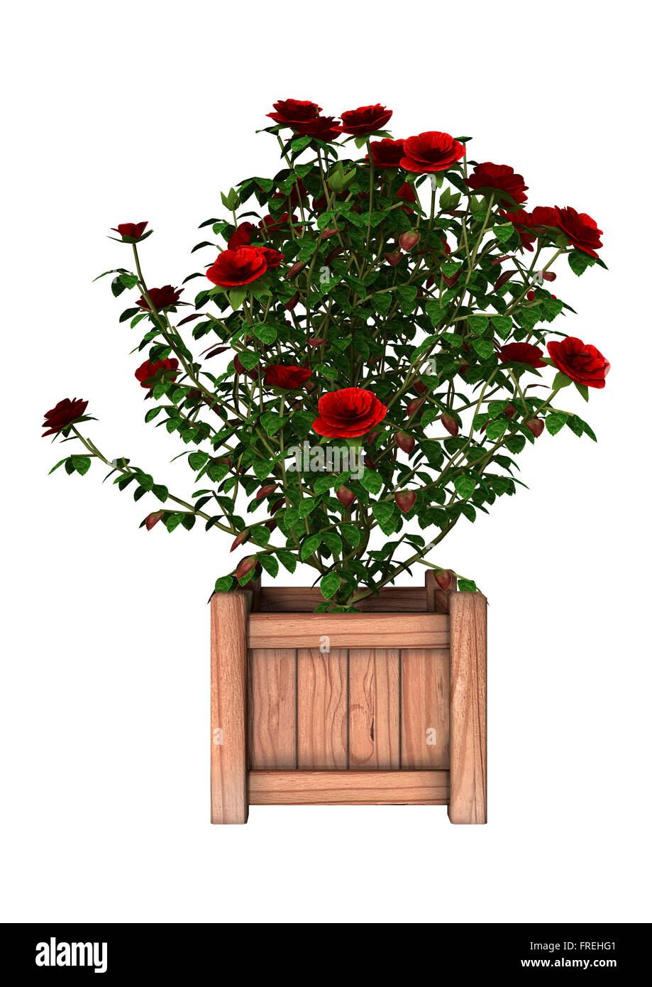 Digital render of a red rose bush isolated on white background Stock Photo
