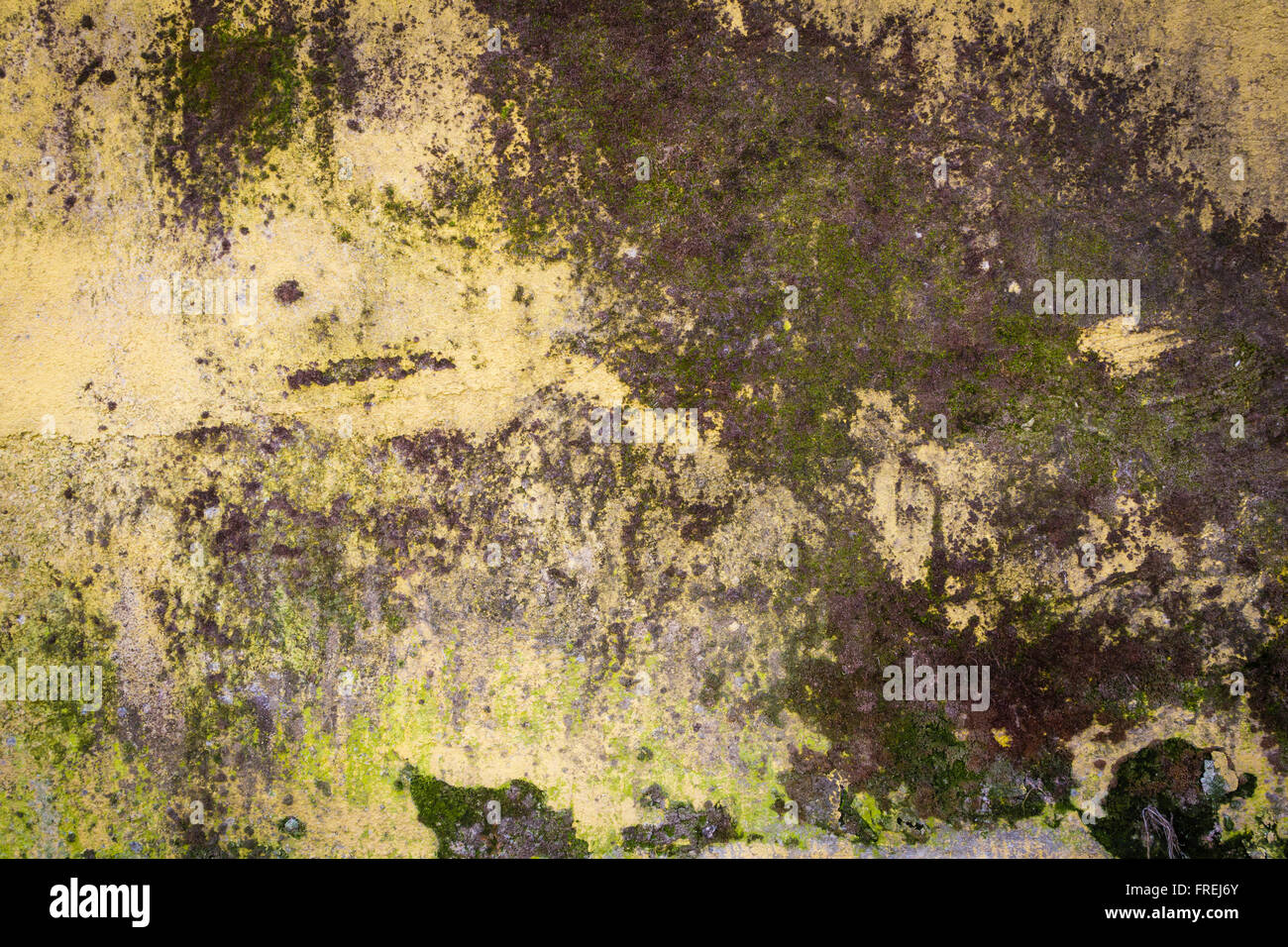 Moss, a small island on the wall. The walls are damp and old age. Stock Photo