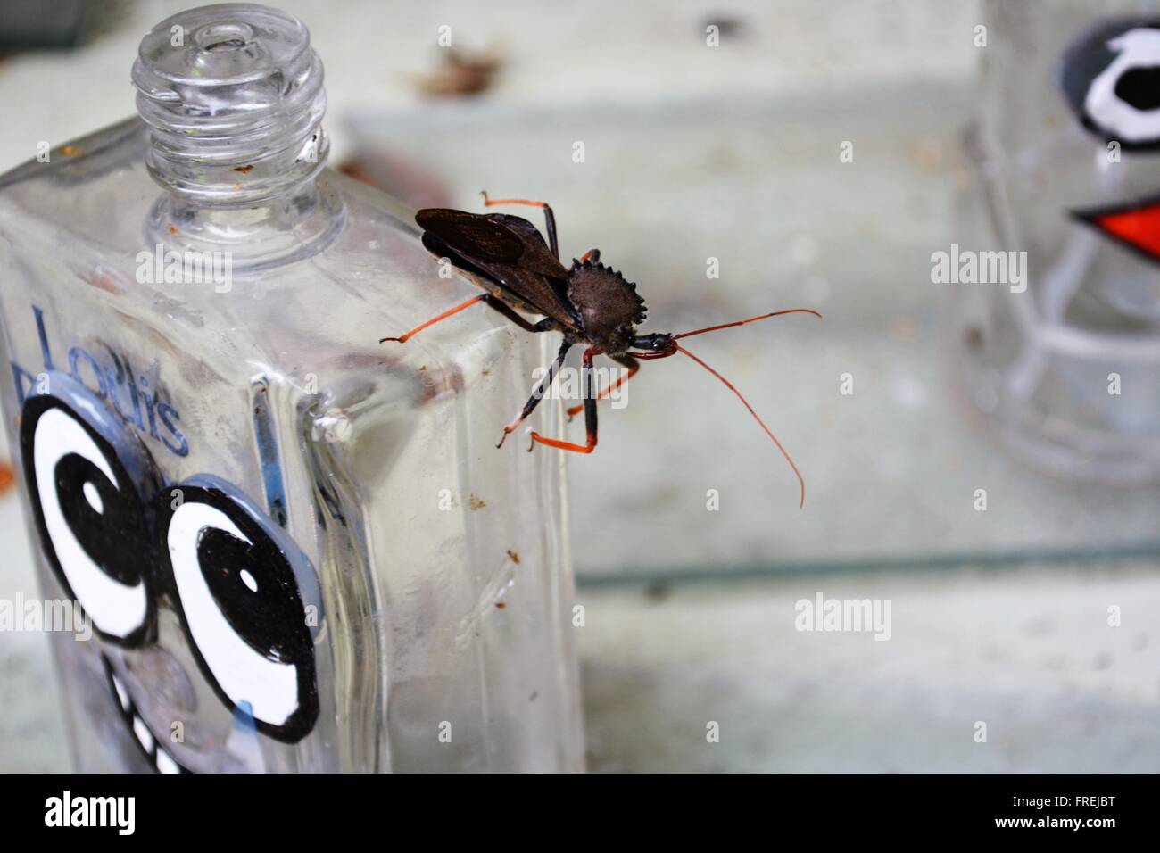 A stink bug perched on an old bottle of cologne... how ironic Stock