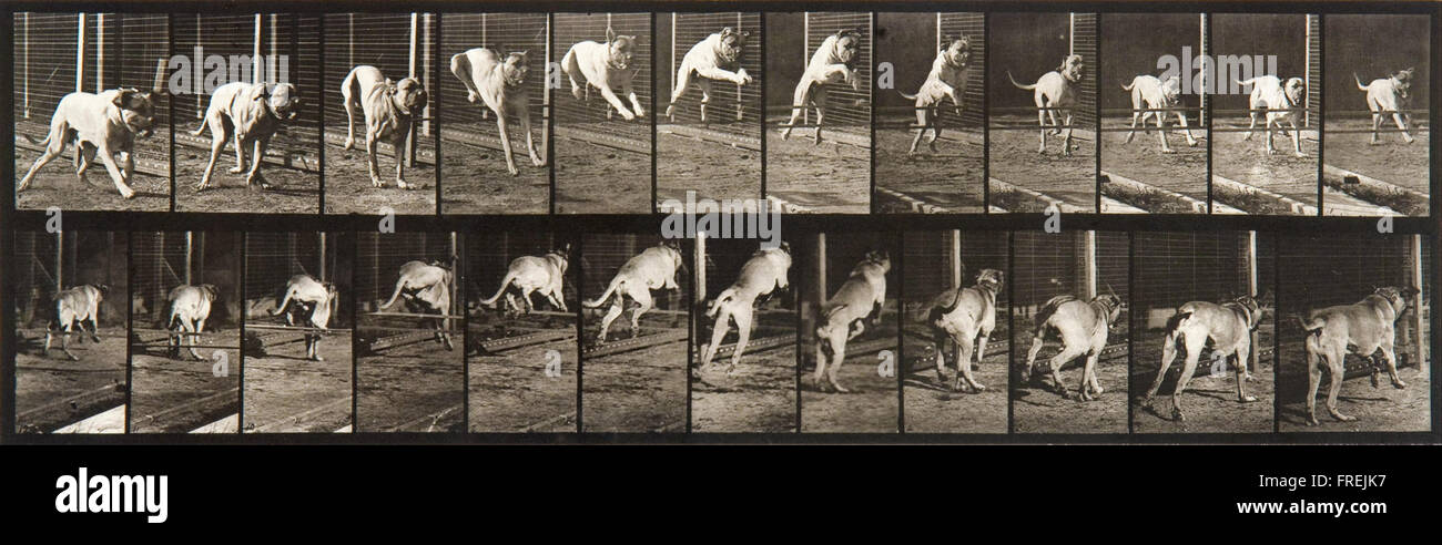 Eadweard Muybridge - Animal Locomotion, Plate 712 Stock Photo