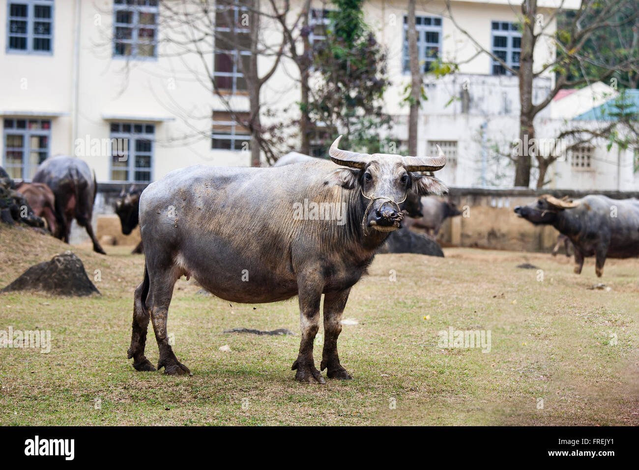 A Big buffalo at Cao Bang province, Vietnam Stock Photo