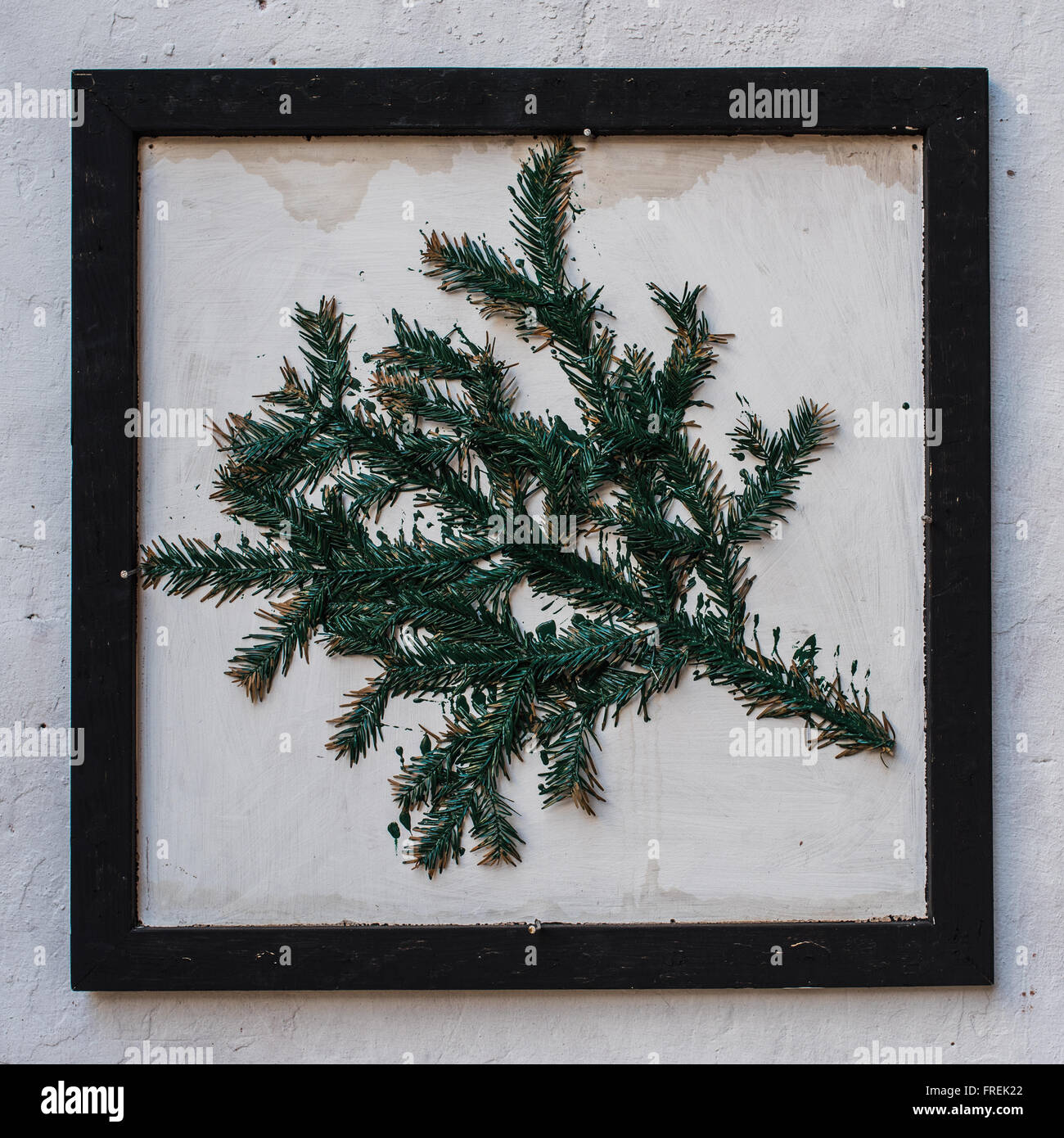 Pine branch on the frame. White wall background Stock Photo - Alamy
