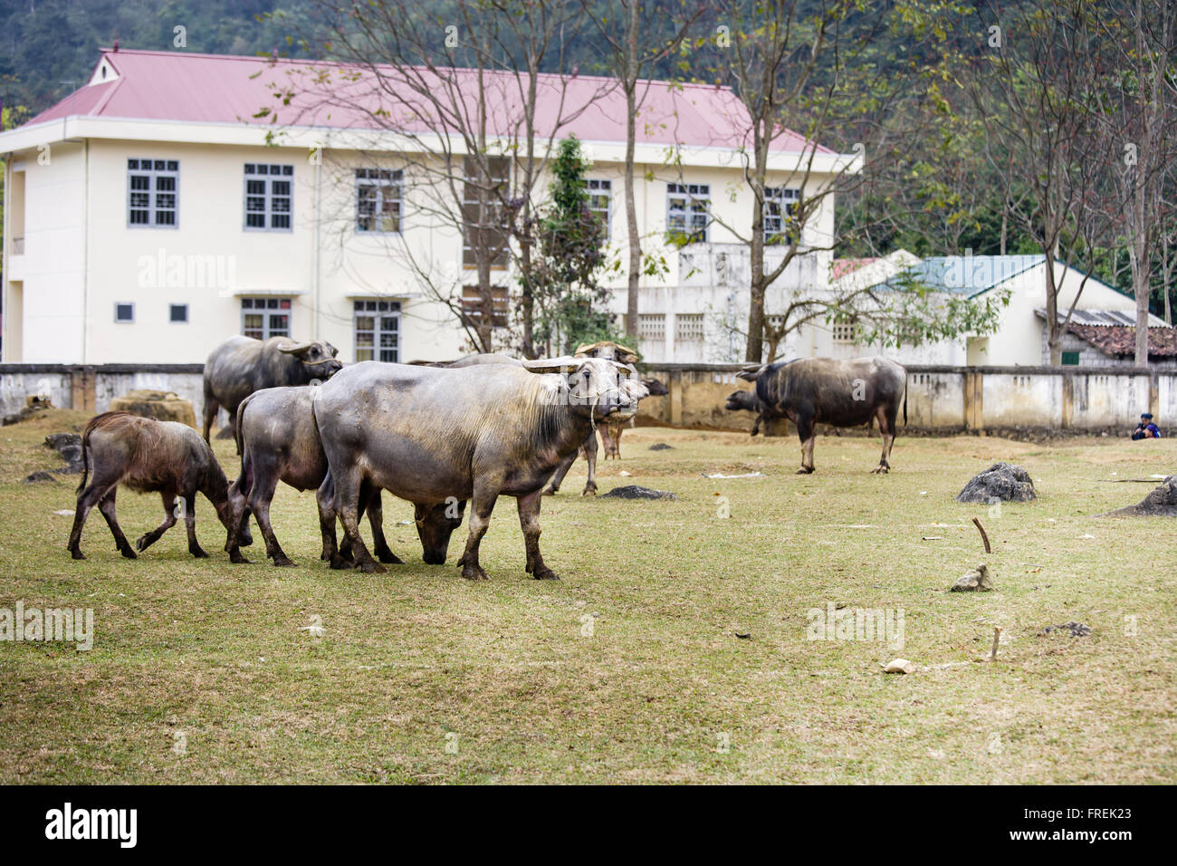 A Big buffalo at Cao Bang province, Vietnam Stock Photo