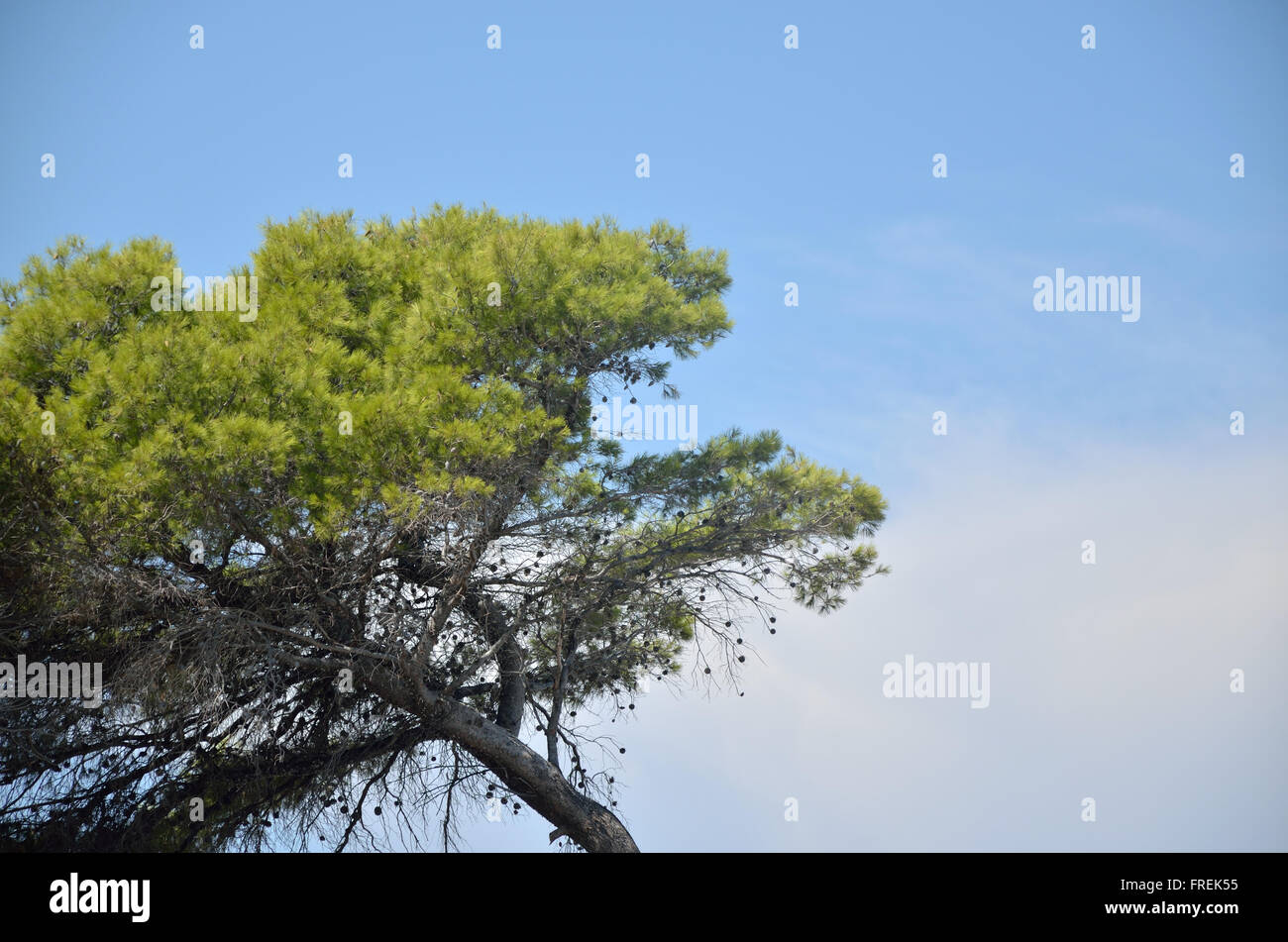 Green pine tree top and clear blue sky Stock Photo - Alamy