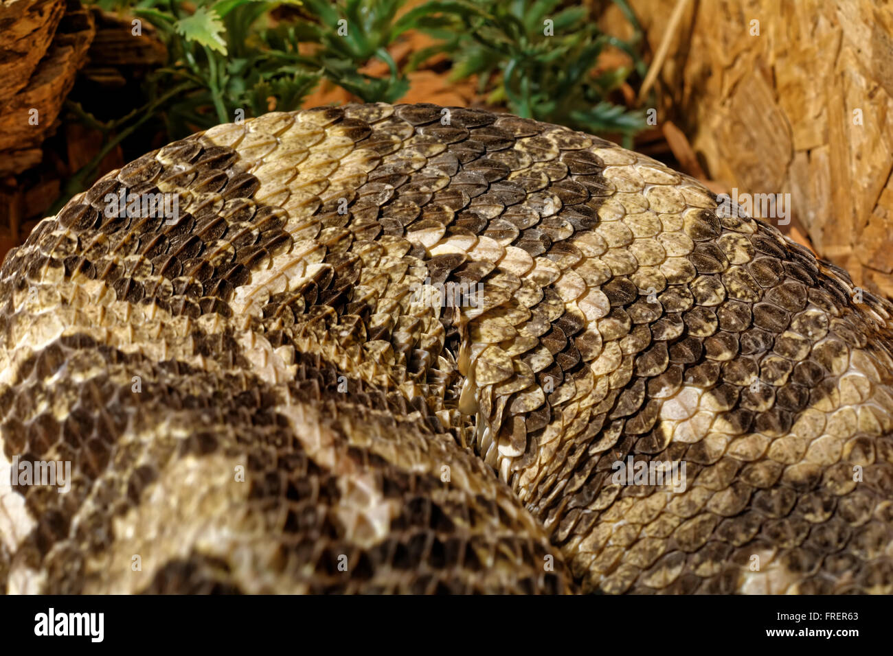 Snake in the terrarium - Gaboon viper Stock Photo - Alamy