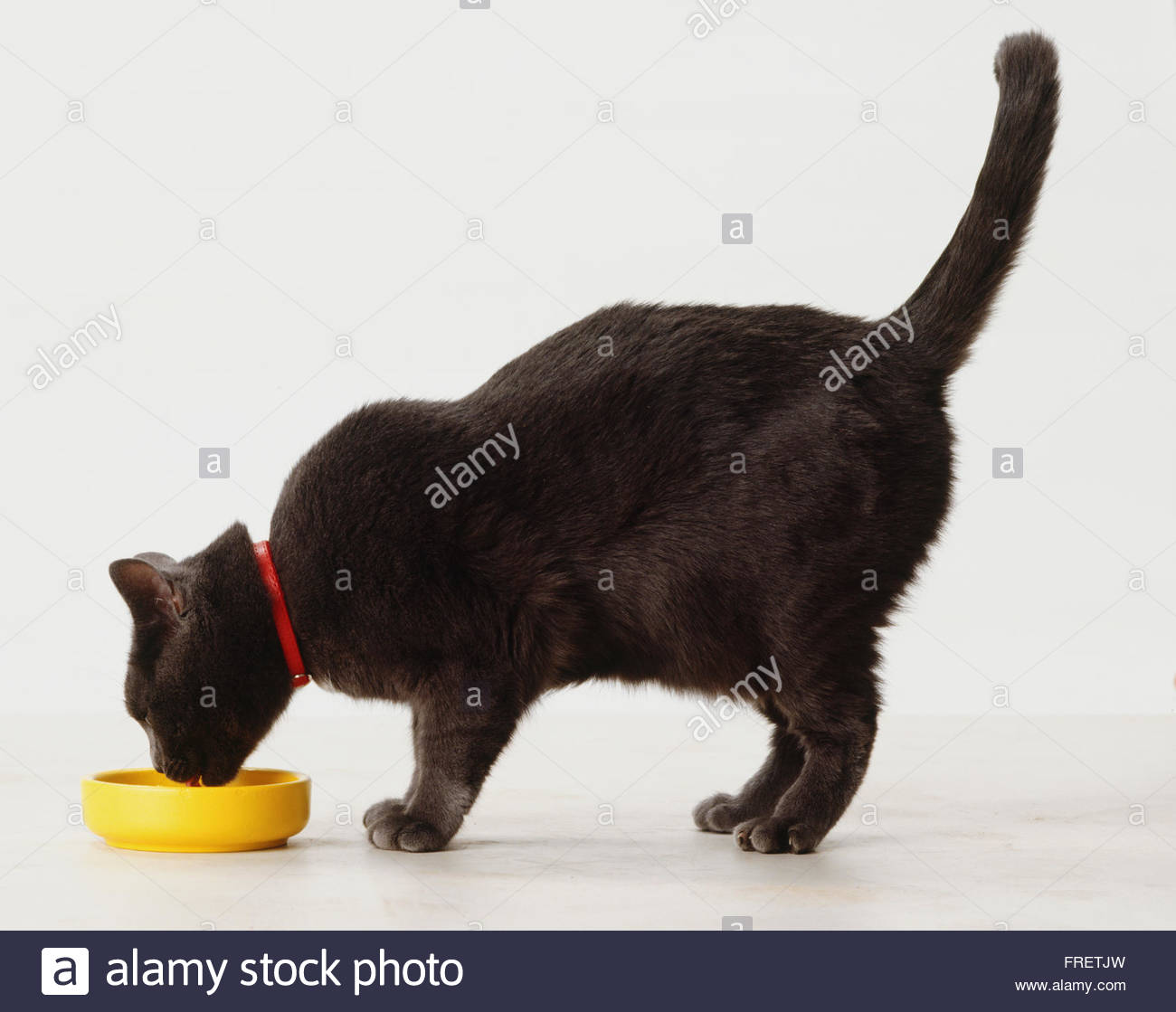 Plastic Bowl High Resolution Stock Photography and Images Alamy
