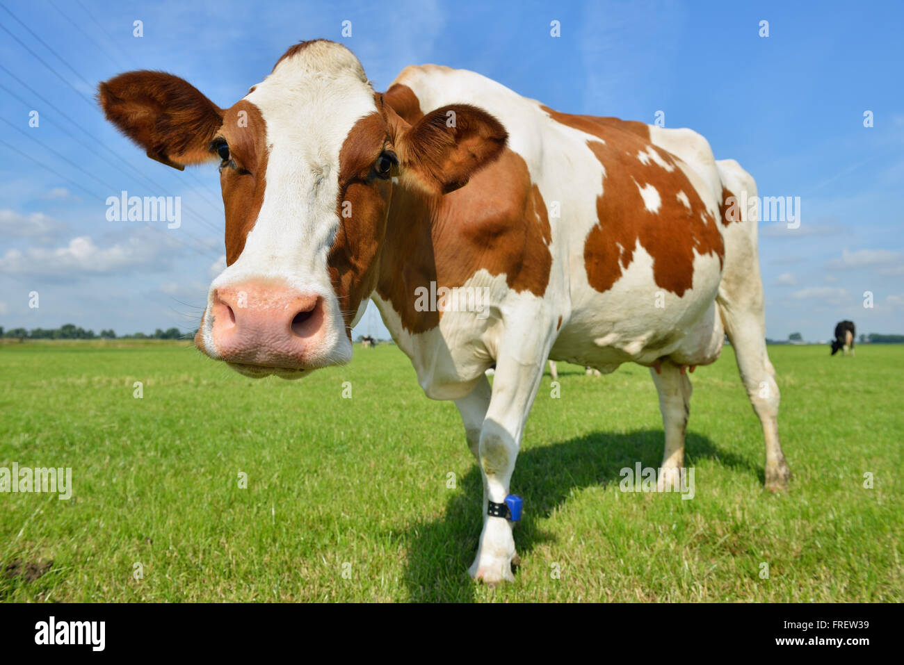 Holstein cow standing in meadow and looking curious to the camera Stock ...