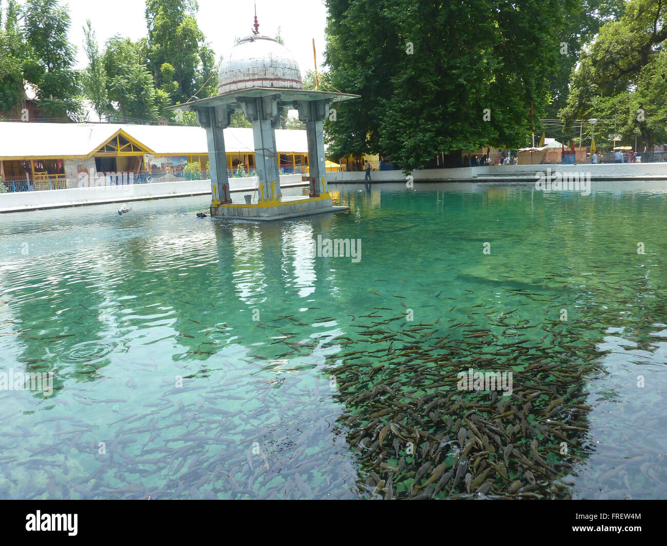 Pond full of fish in the premises of Gurudwara Nanak Dev Ji, Mattan, Anantnag, Kashmir, India Stock Photo