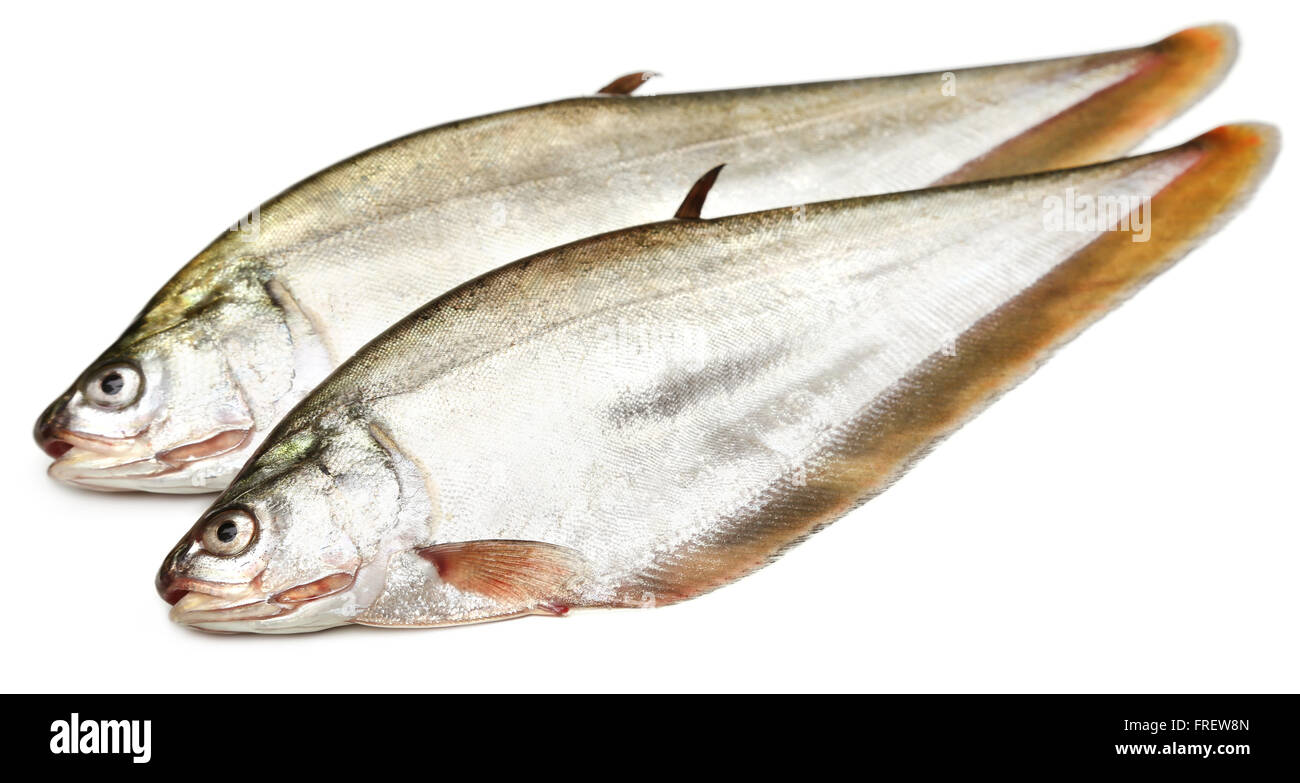 Bronze featherback of Indian subcontinent over white background Stock