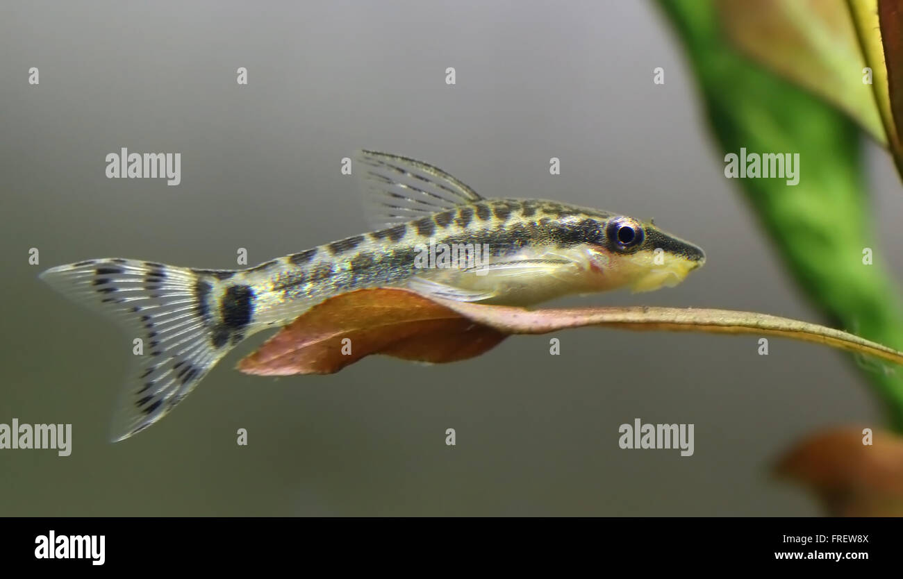 Otocinclus High Resolution Stock Photography and Images Alamy