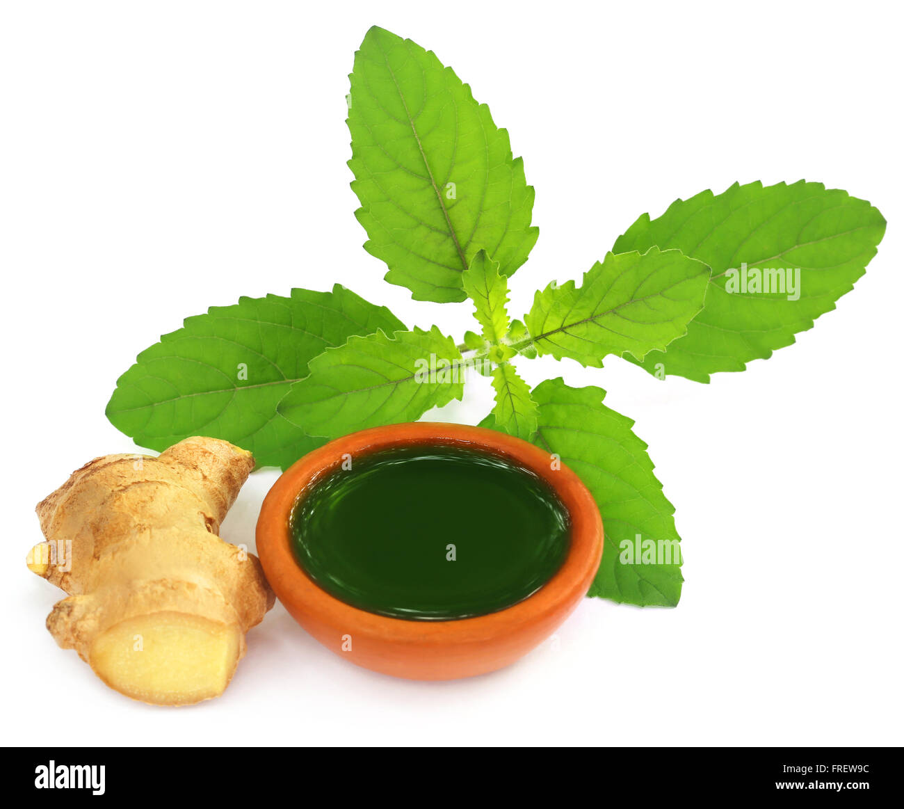 Ayurvedic combination of holy basil and ginger overw white background