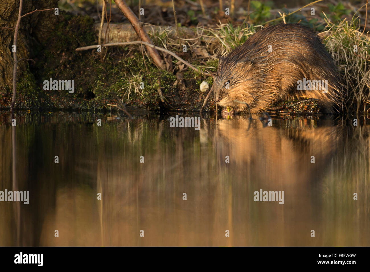 Muskrat / Bisamratte ( Ondatra zibethicus ) introduced species, sits next to a river in best light, eating some greenery. Stock Photo