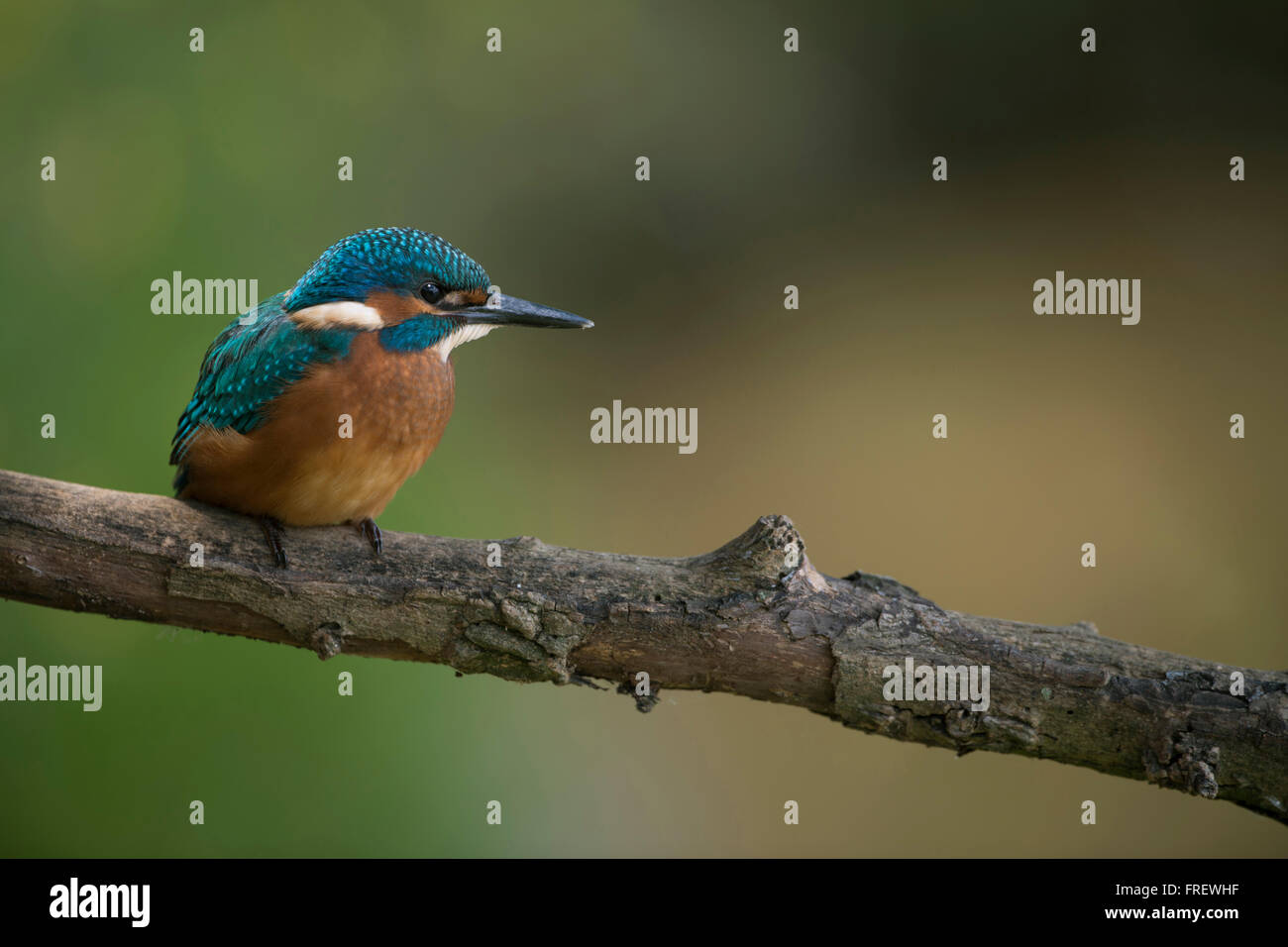 Eurasian Kingfisher /  Eisvogel ( Alcedo atthis ), young bird, sits high above his natural environment on a branch for hunting. Stock Photo