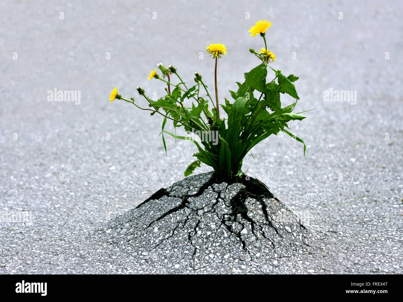 Plants emerging through rock hard asphalt. Illustrates the force of nature and amazing achievements against all odds! Stock Photo