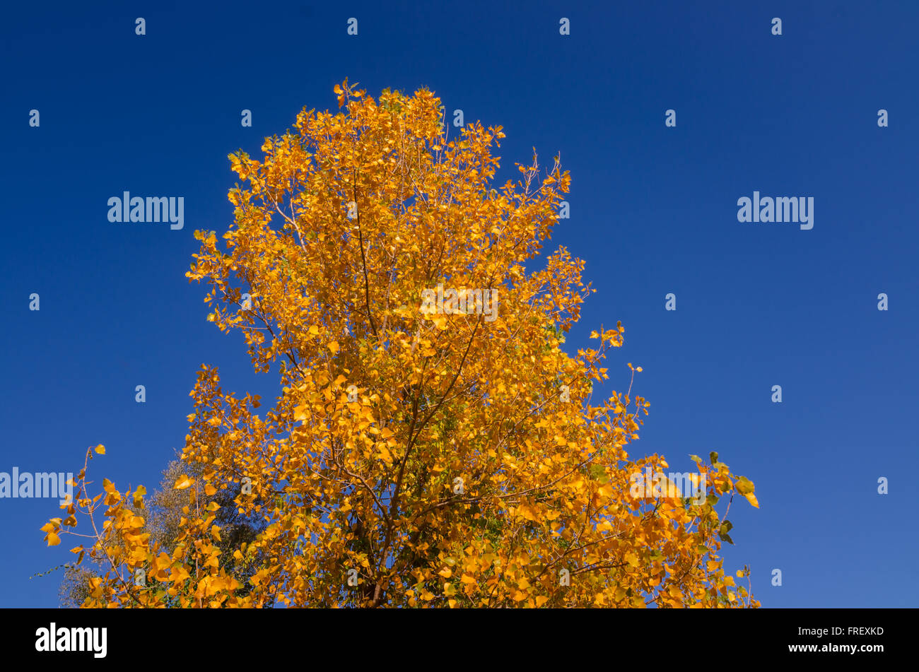 Colorful foliage in the park hi-res stock photography and images - Alamy