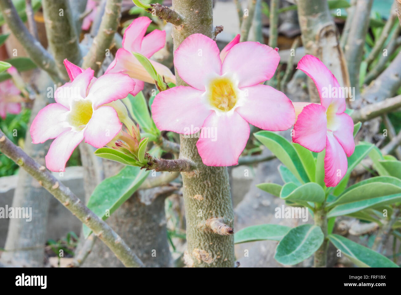 Red adenium flowers hi-res stock photography and images - Alamy