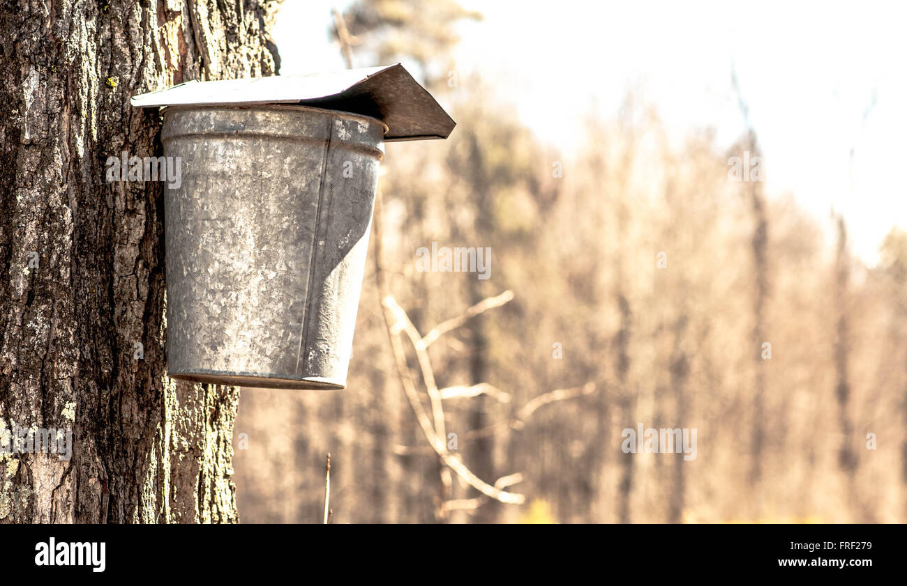 A sap bucket on a maple tree in Temple, New Hampshire, USA. These