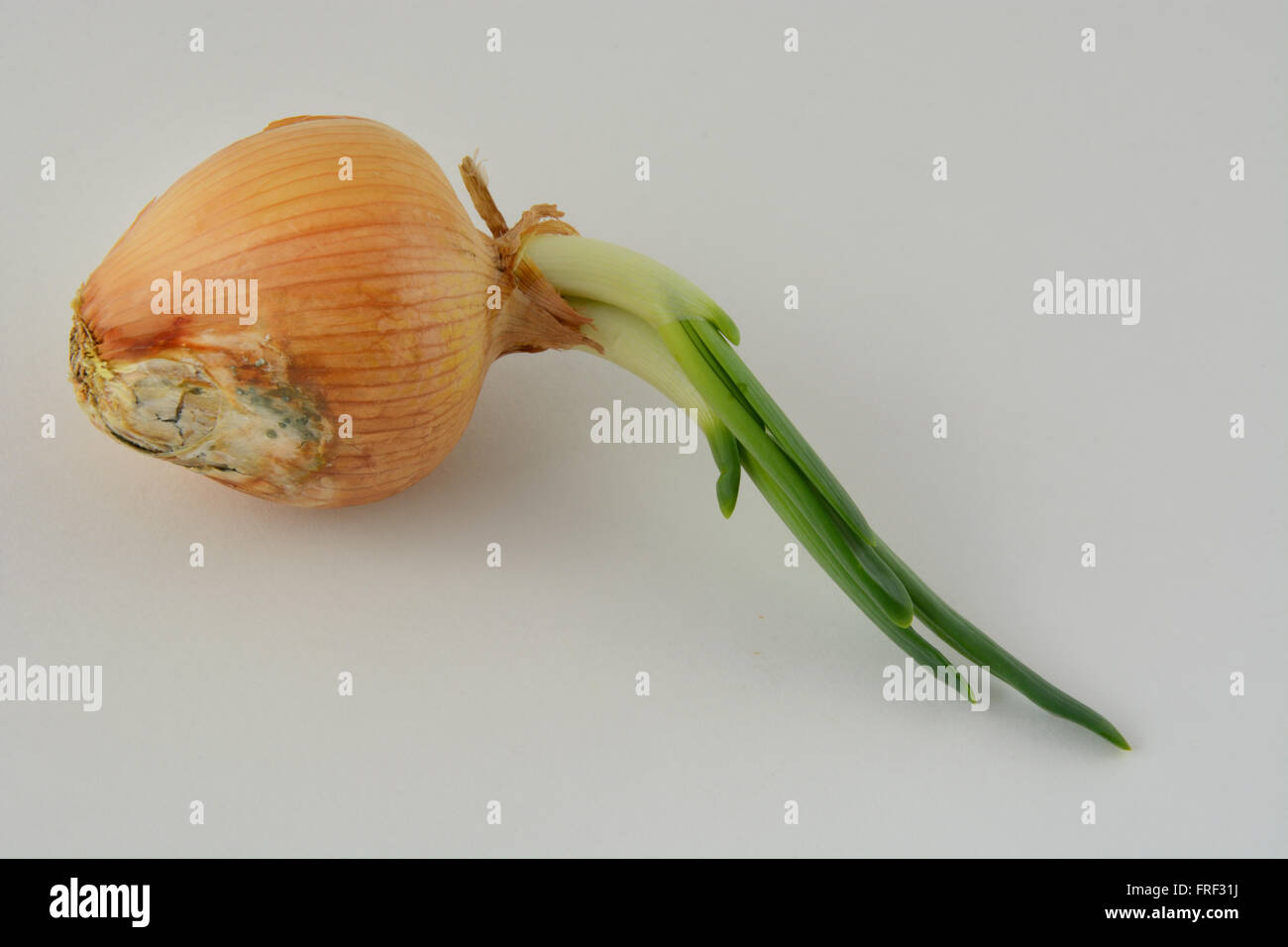 Moldy onion with new shoot spouting Stock Photo