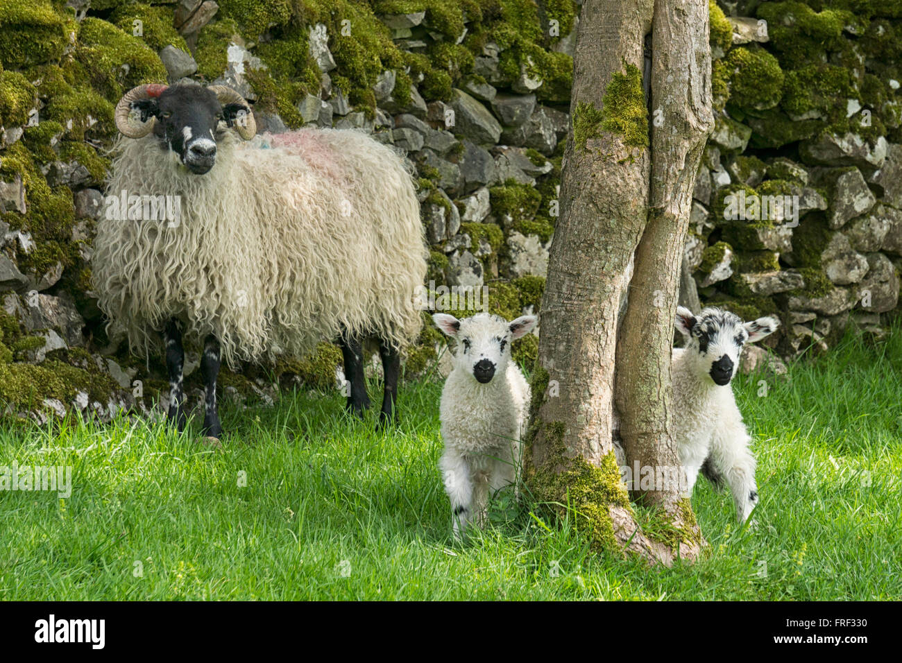Peek-a-boo. Ewe with spring lambs in the Yorkshire Dales at Kettlewell. England, UK Stock Photo