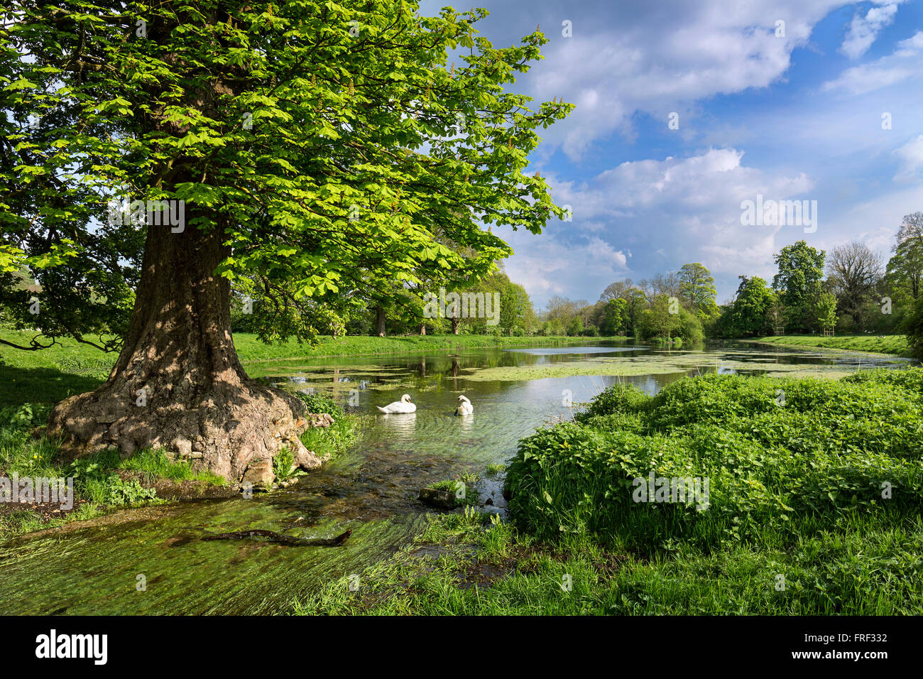 Great Missenden Abbey fishpond. The River Misbourne in full flow after the winter rain replenishes the old pond in the parkland. Buckinghamshire Stock Photo