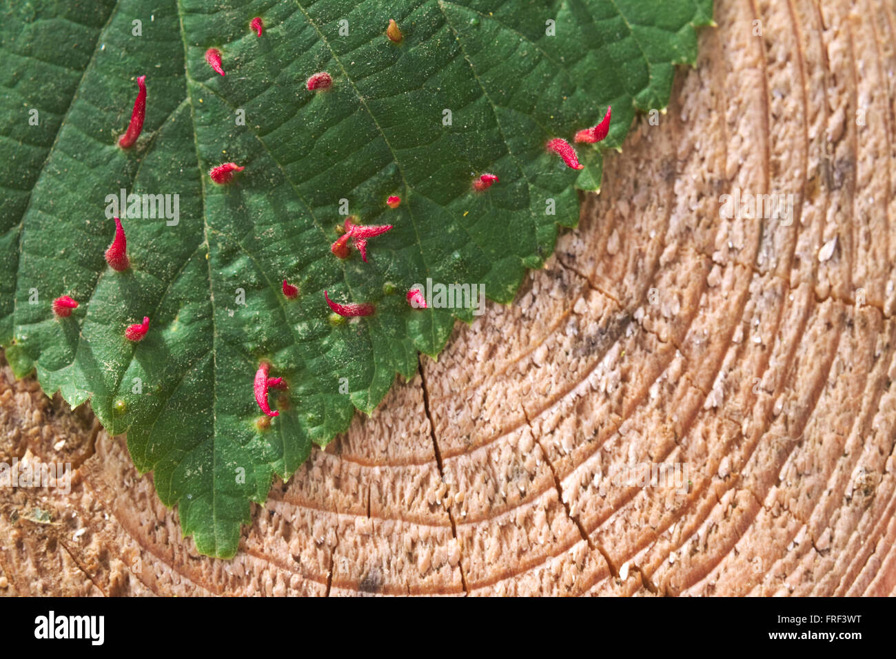 A lime tree leaf with nail galls, formed by the mite Eriophyes tiliae, seen from above. Stock Photo