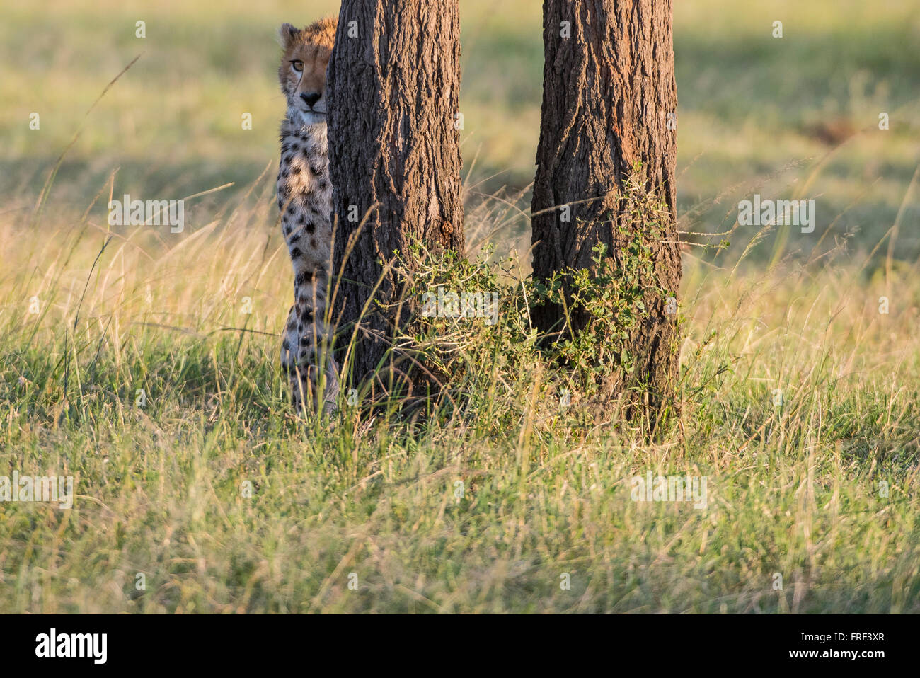 Gepard,Cheetah,Acinonyx jubatus,Jubatus Jubatus,cub Stock Photo - Alamy