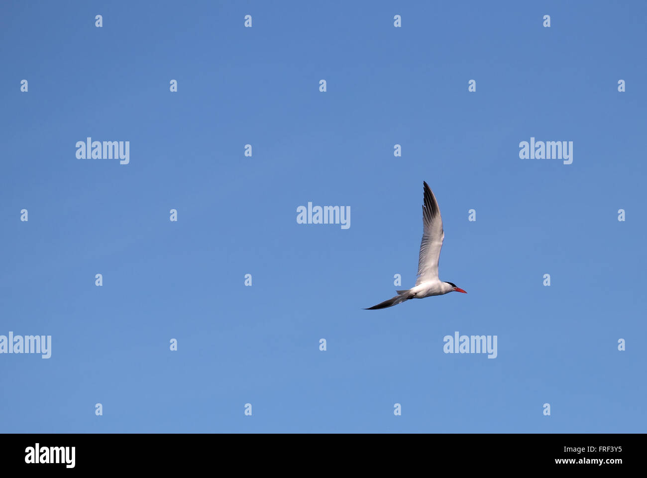 Caspian tern (Hydroprogne caspia) flying in front of a blue sky. Stock Photo